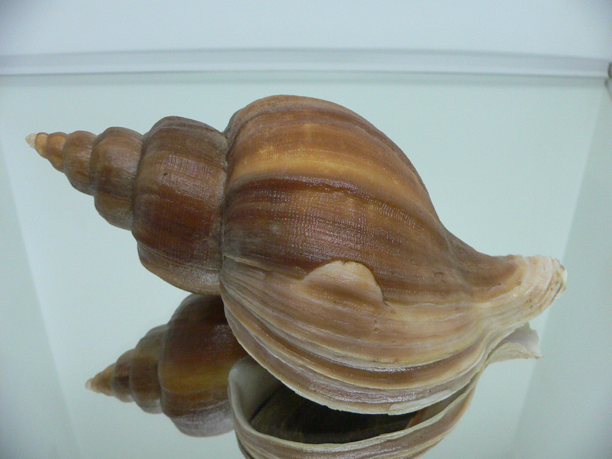 Neptunea constricta ELONGATE
