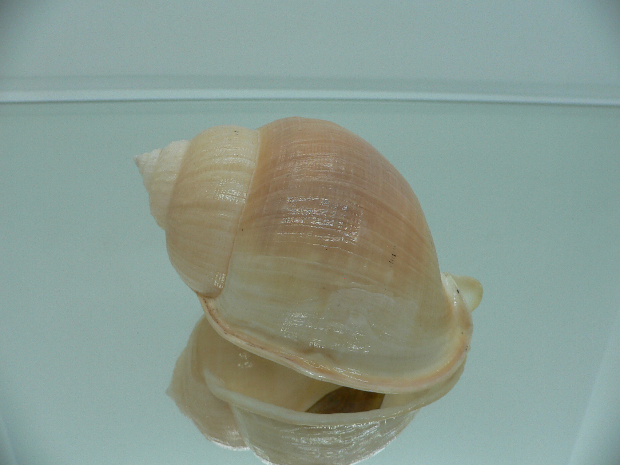 Echinophoria carnosa GIANT