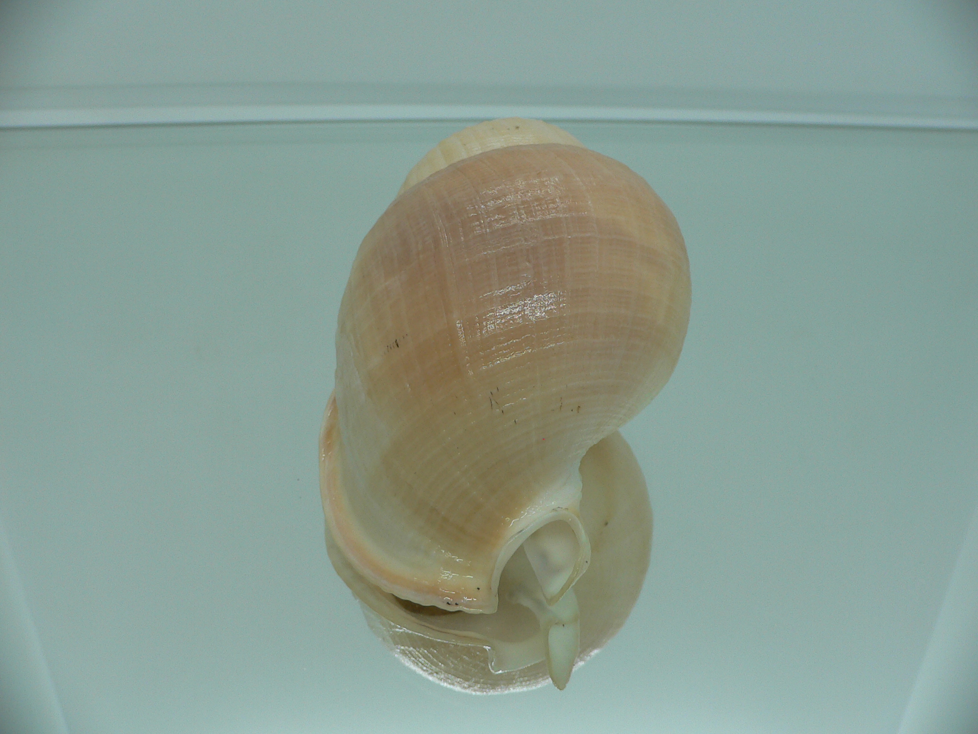 Echinophoria carnosa GIANT