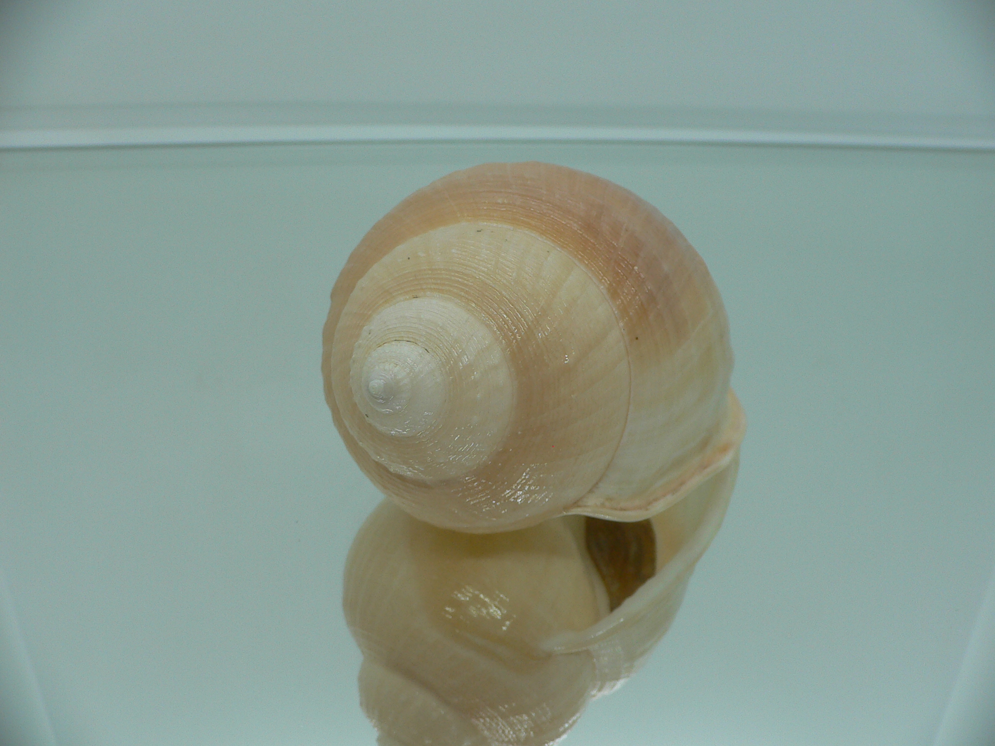 Echinophoria carnosa GIANT