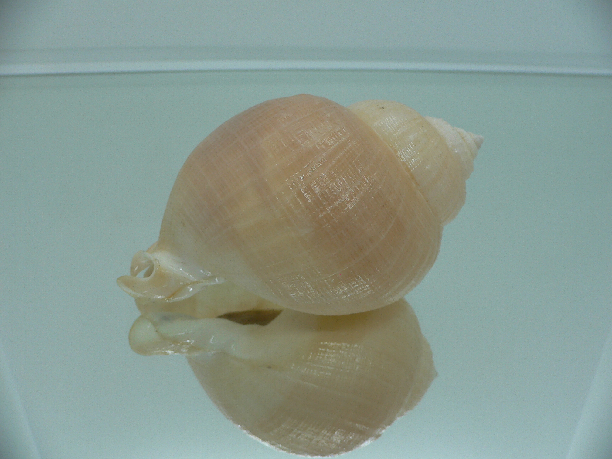 Echinophoria carnosa GIANT