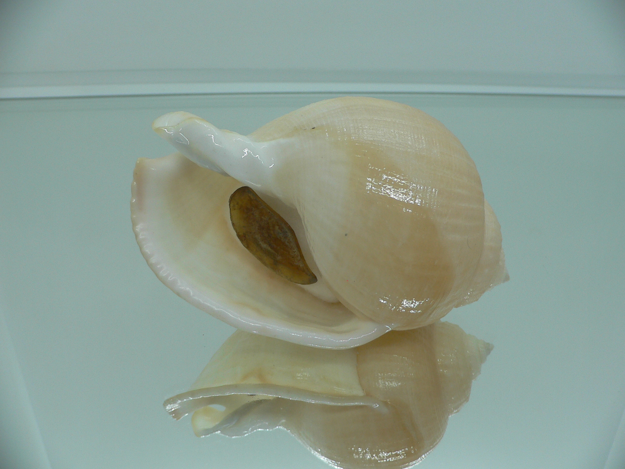 Echinophoria carnosa GIANT