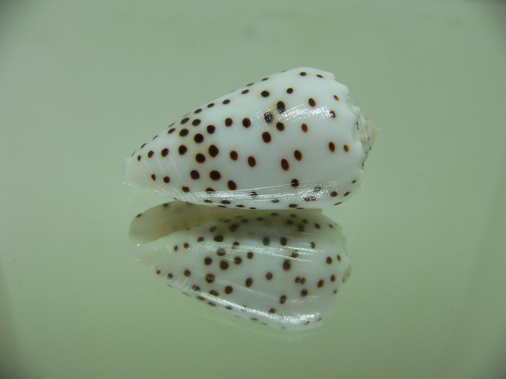 Conus pulicarius pulicarius BEAUTIFUL