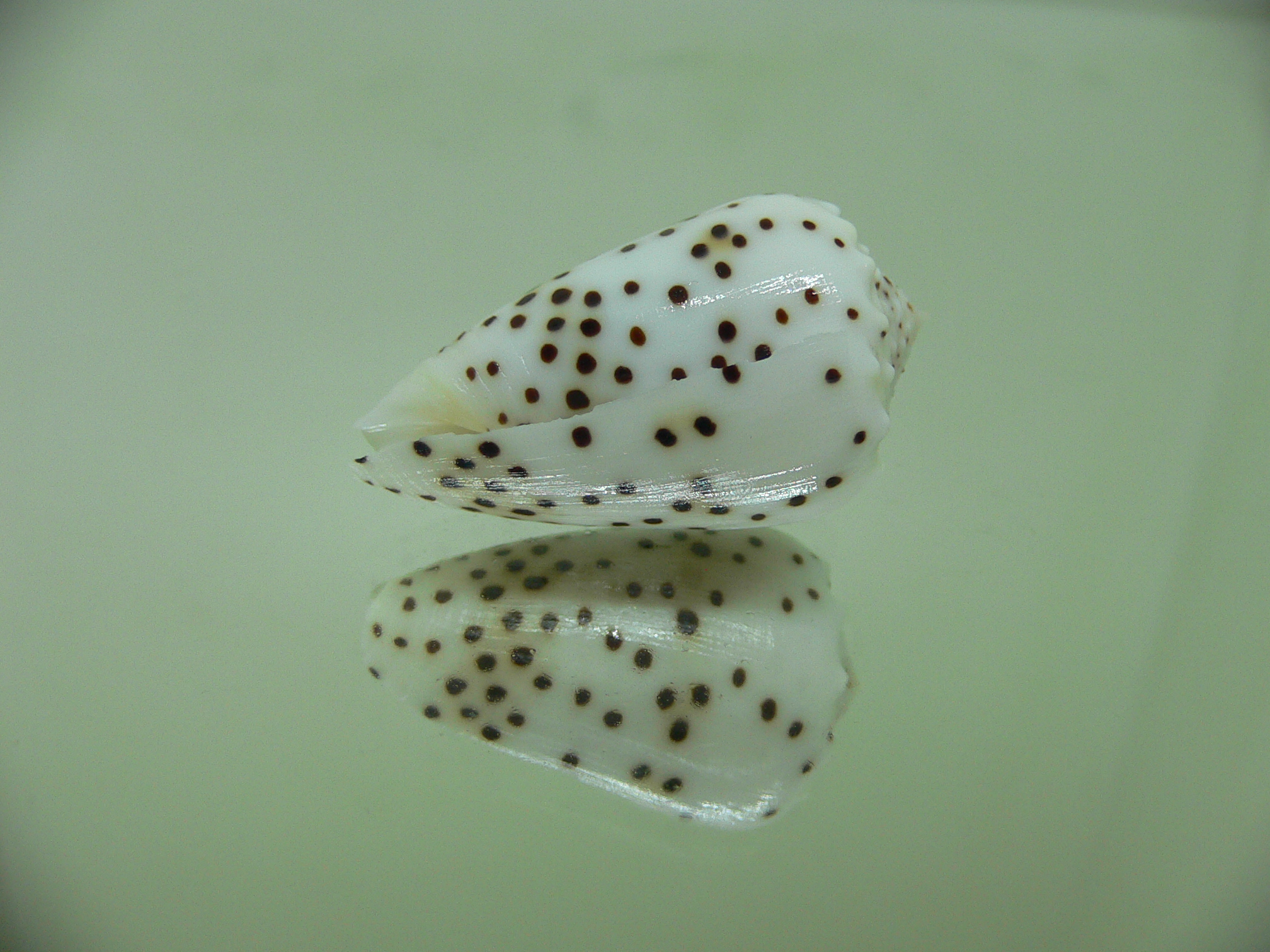 Conus pulicarius pulicarius BEAUTIFUL