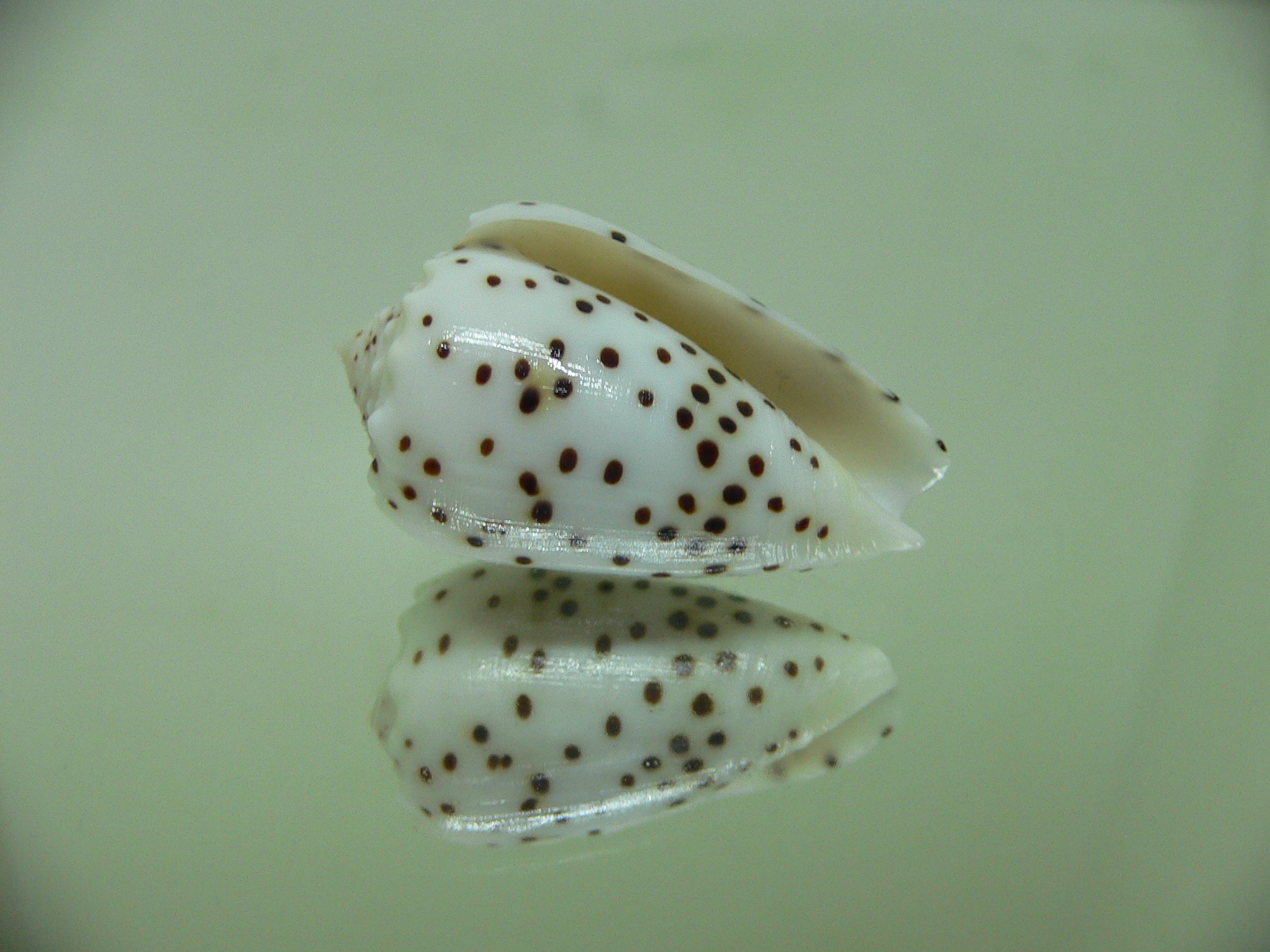 Conus pulicarius pulicarius BEAUTIFUL