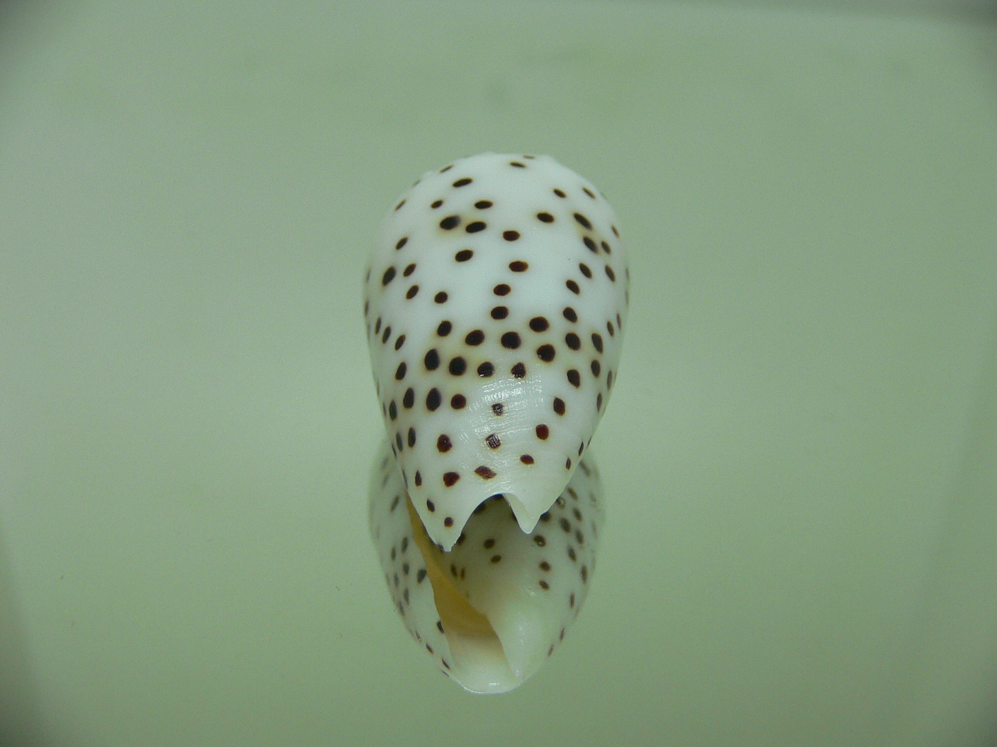 Conus pulicarius pulicarius BEAUTIFUL