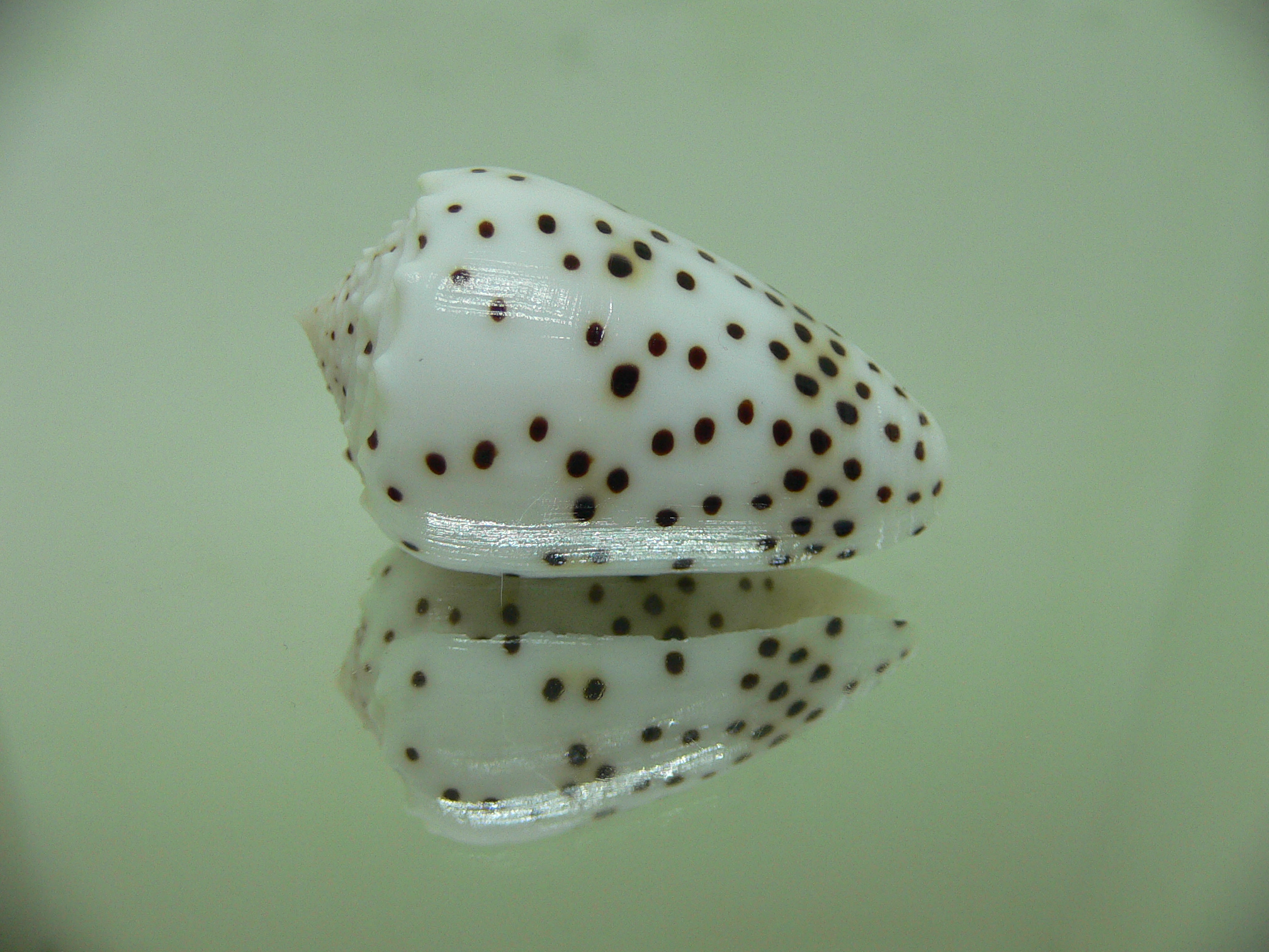 Conus pulicarius pulicarius BEAUTIFUL