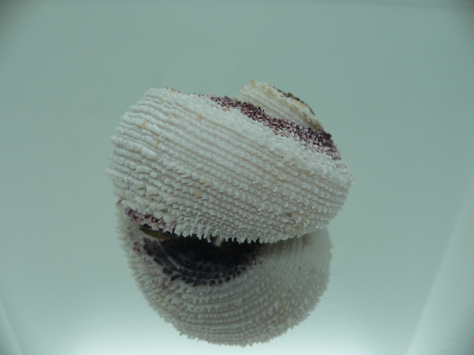 Angaria tyria ENDEMIC & ROUND