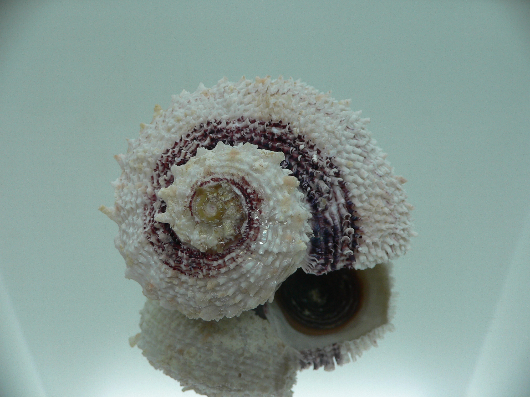 Angaria tyria ENDEMIC & ROUND