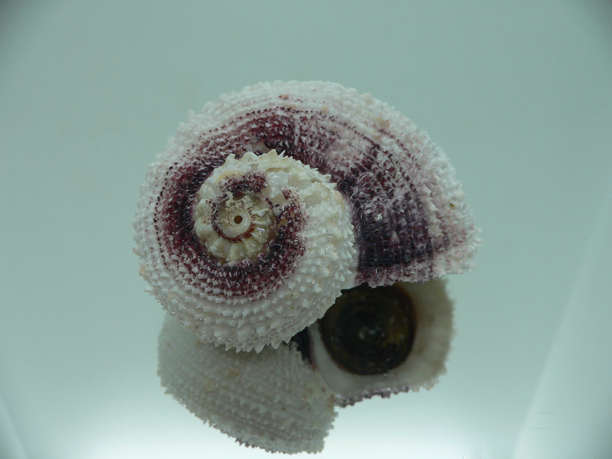 Angaria tyria ENDEMIC & ROUND