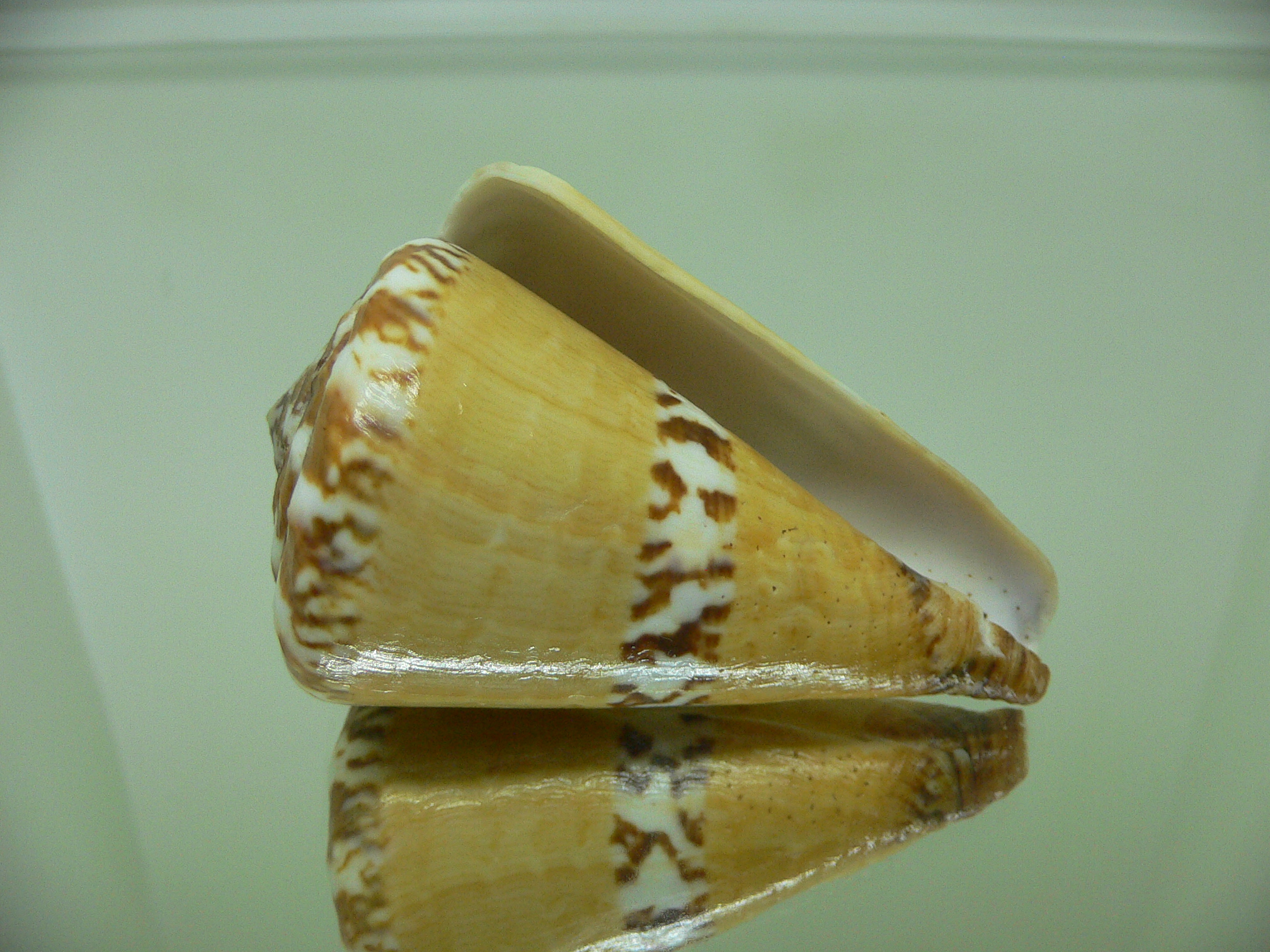 Conus capitaneus COLOR & WIDE