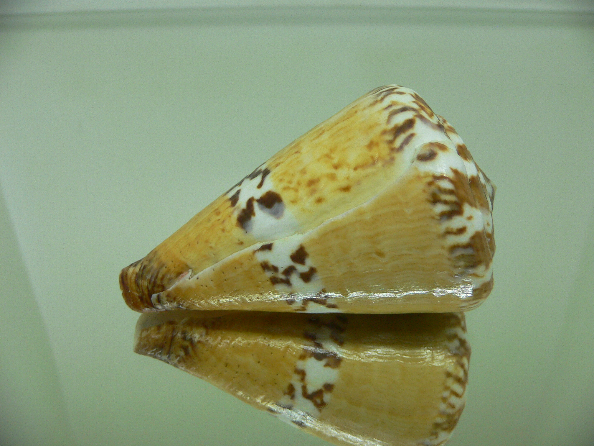 Conus capitaneus COLOR & WIDE