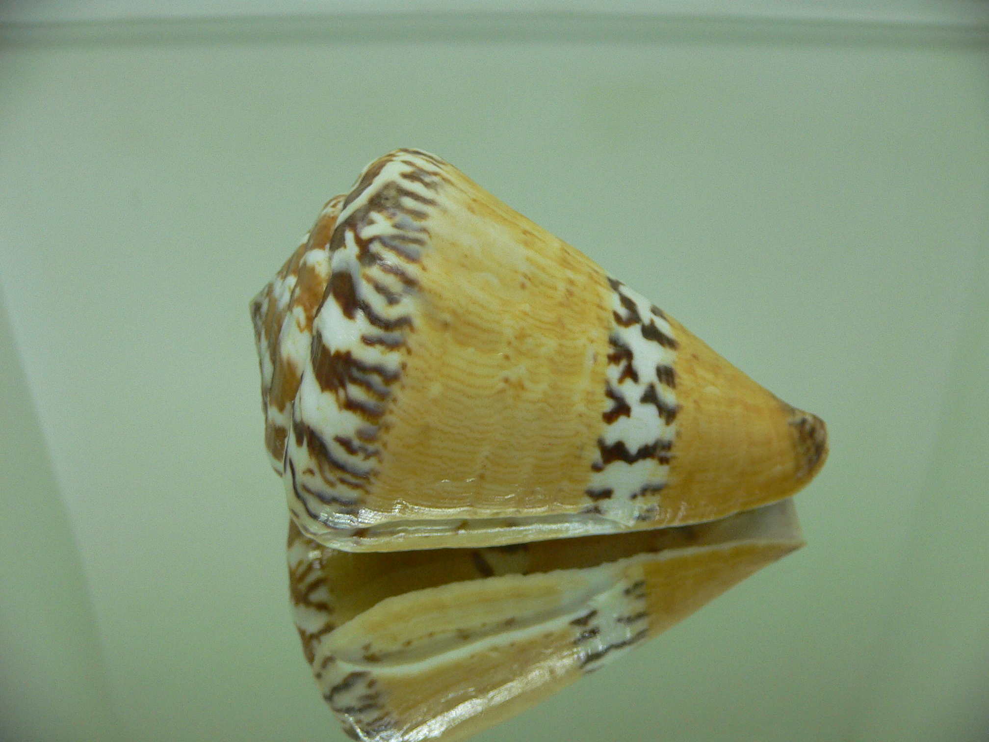 Conus capitaneus COLOR & WIDE