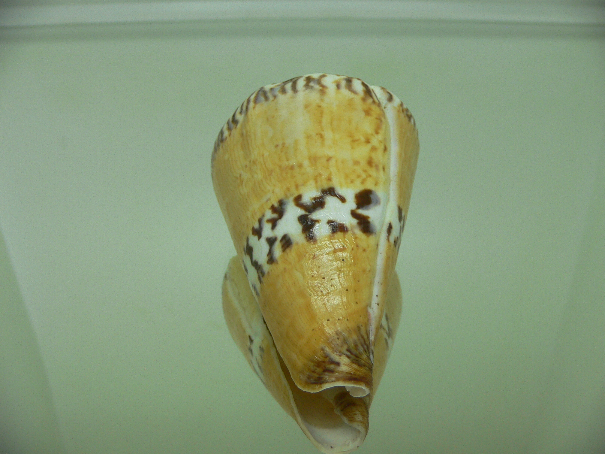 Conus capitaneus COLOR & WIDE