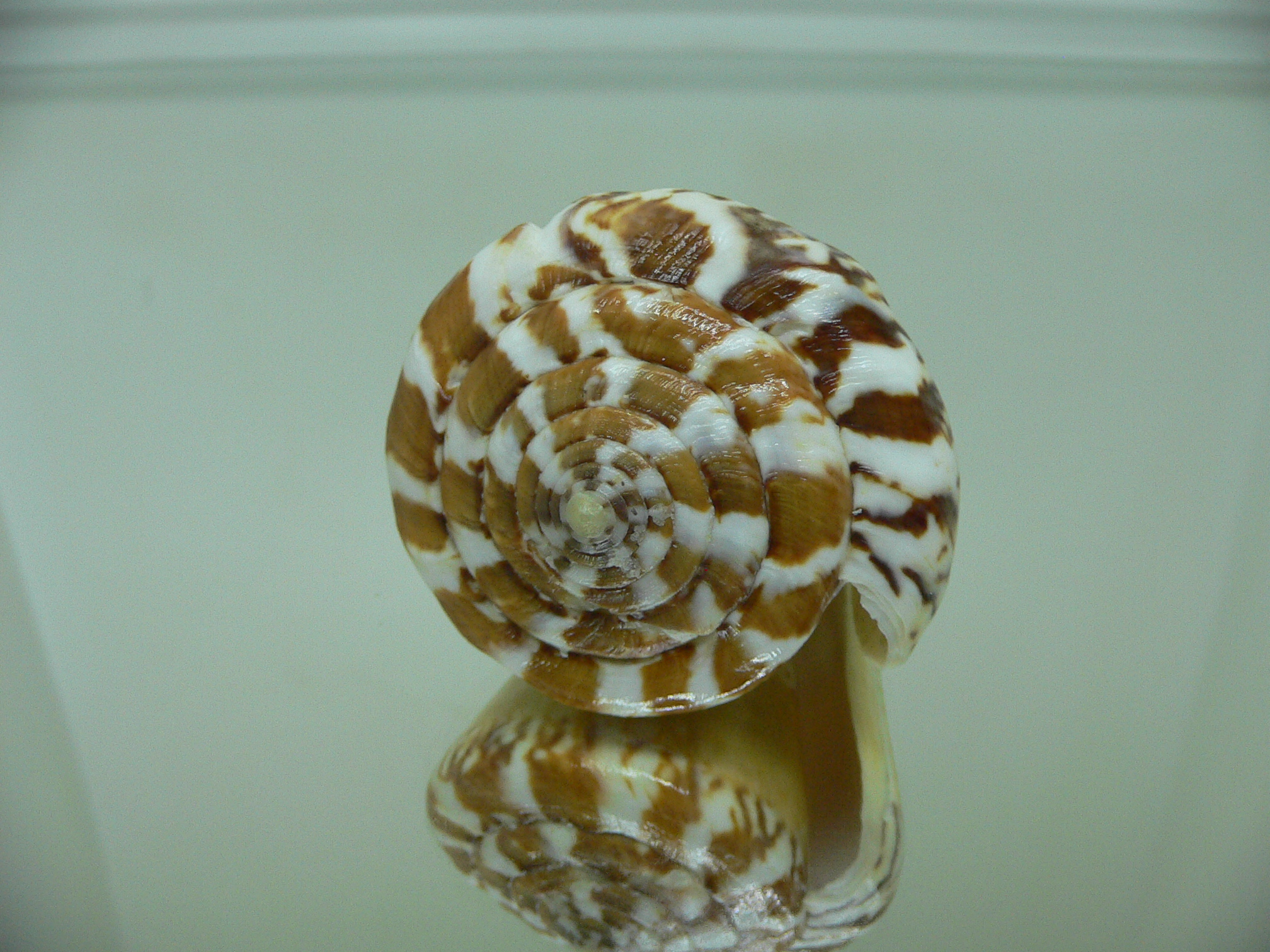 Conus capitaneus COLOR & WIDE