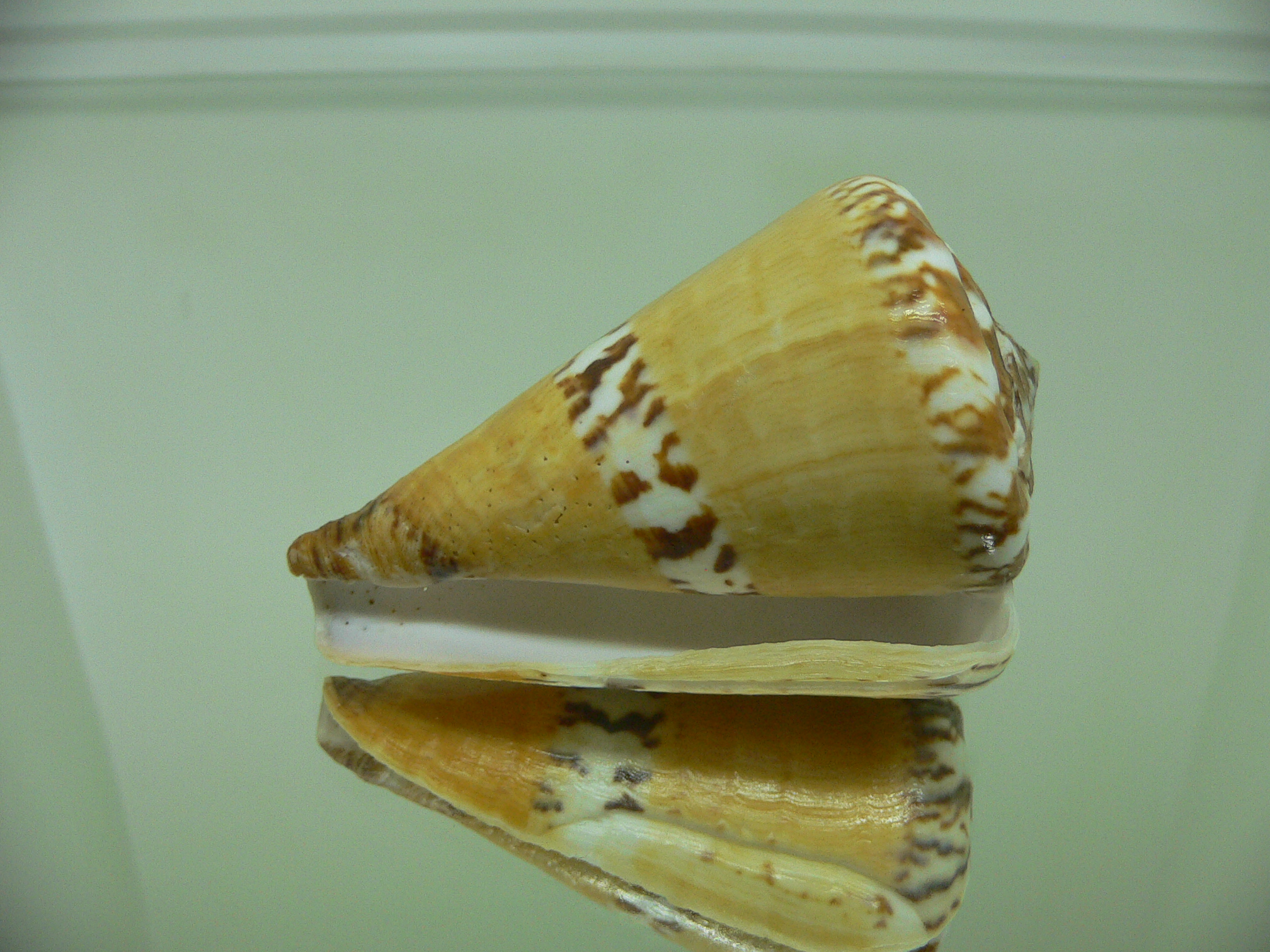 Conus capitaneus COLOR & WIDE