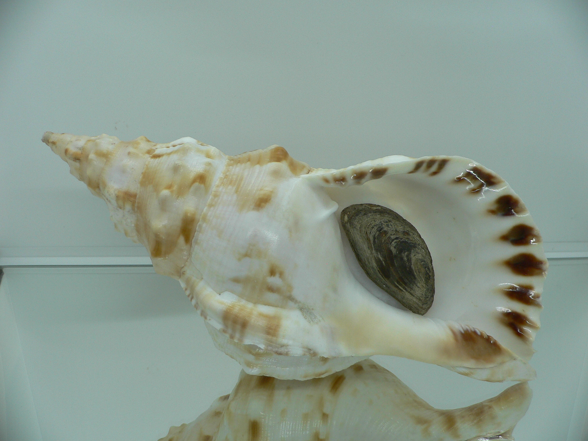 Charonia sauliae macilenta