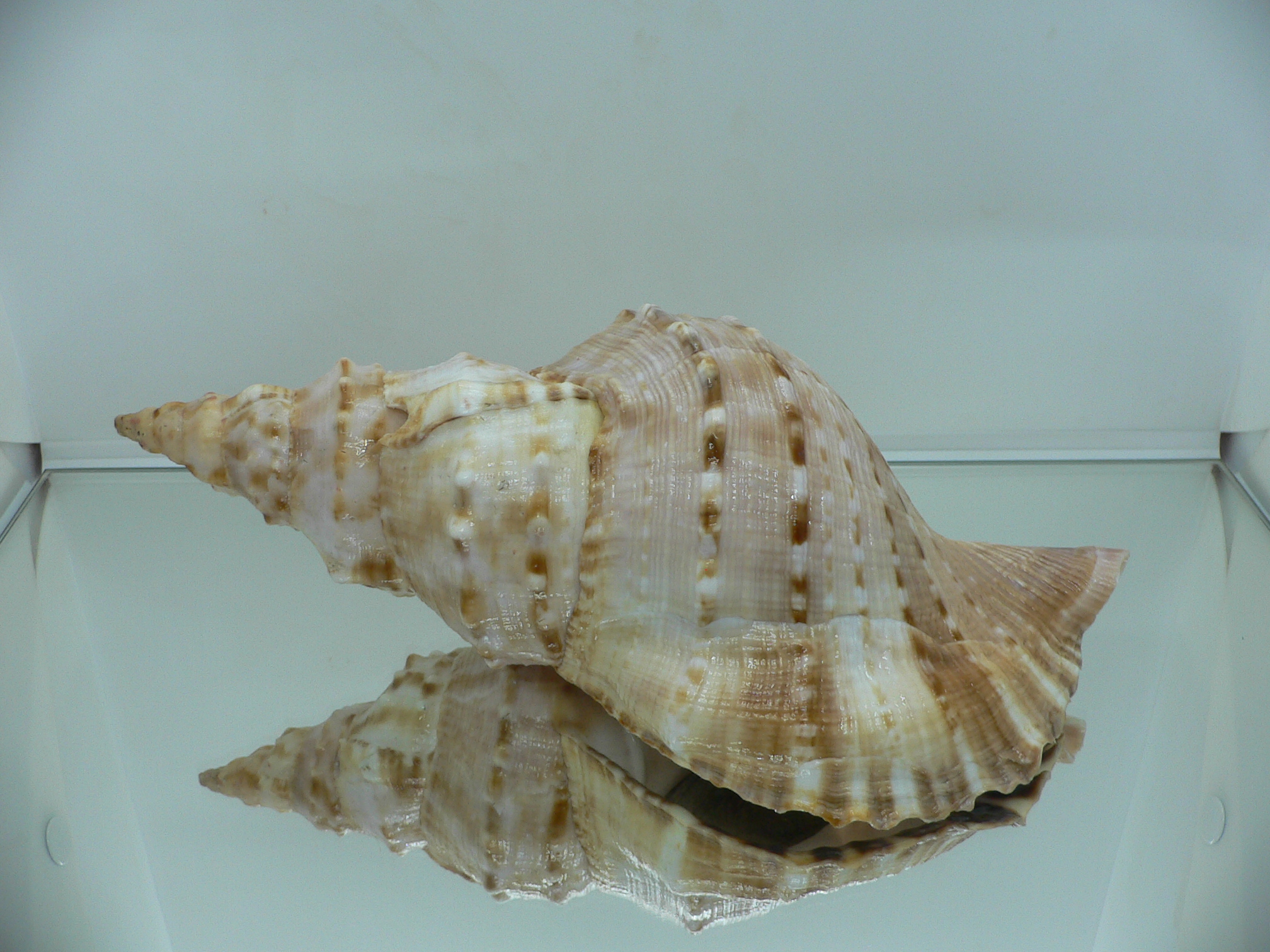 Charonia sauliae macilenta MASSIVE, HILLY & HEAVY (САМЕЦ)