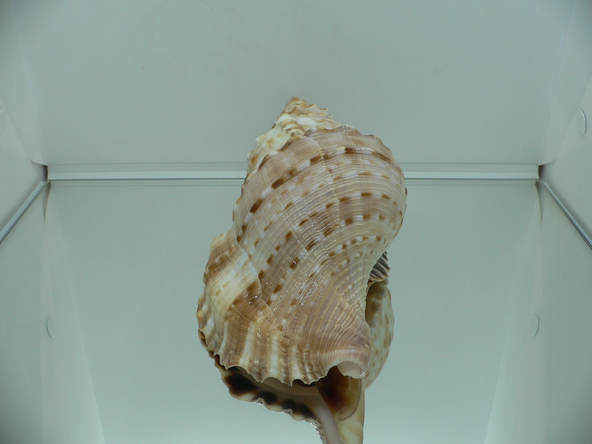 Charonia sauliae macilenta MASSIVE, HILLY & HEAVY (САМЕЦ)
