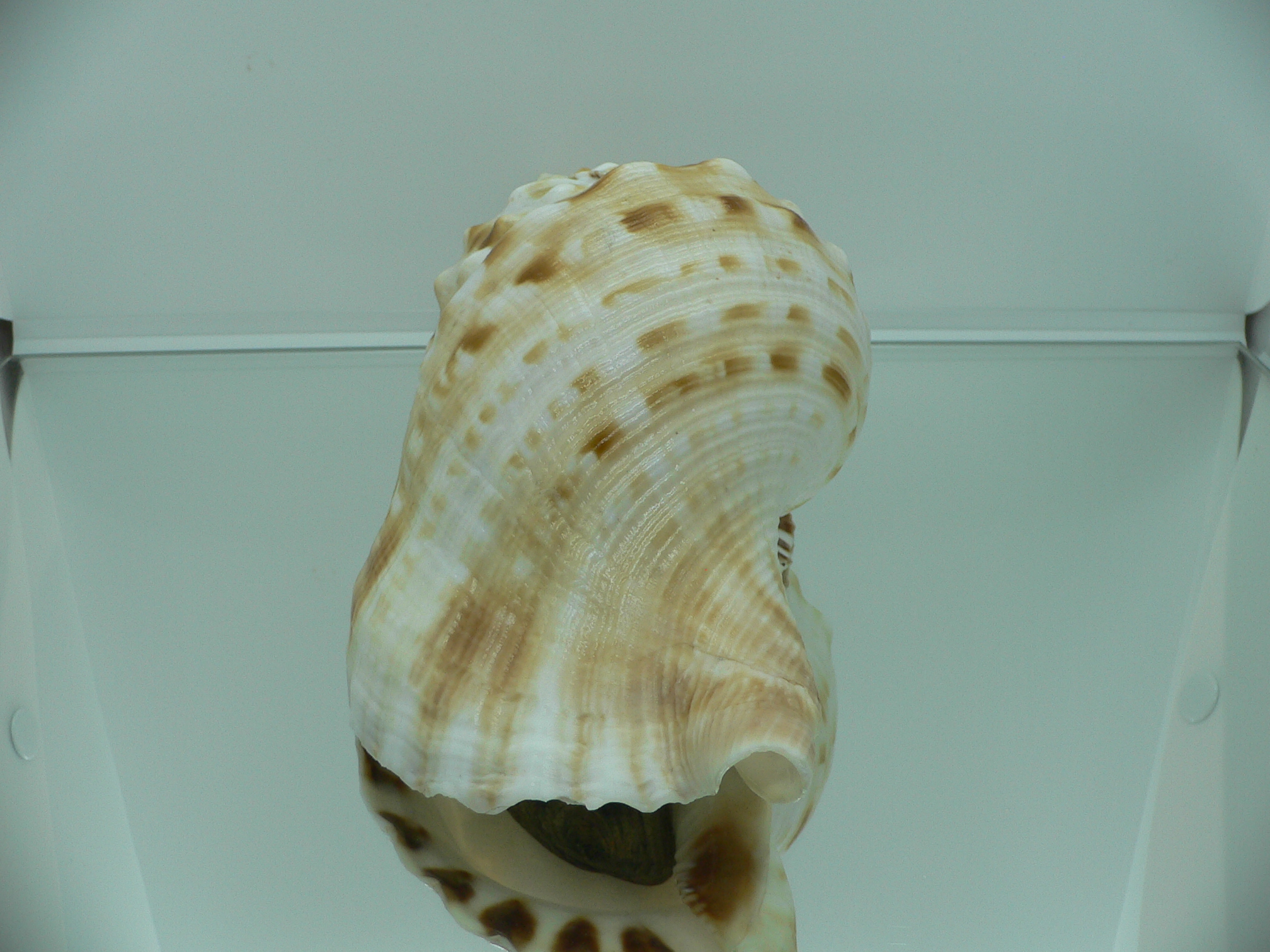 Charonia sauliae macilenta