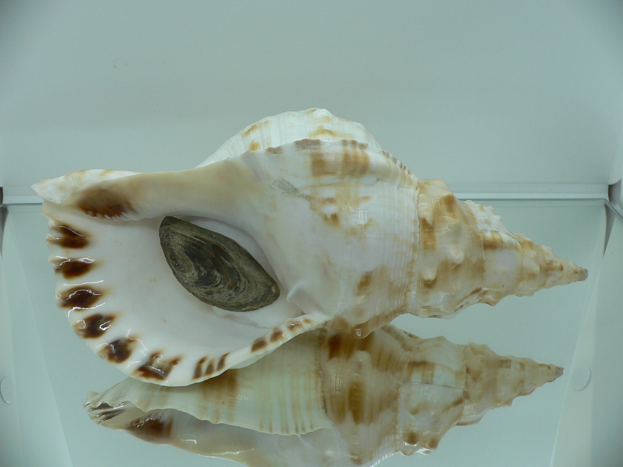 Charonia sauliae macilenta