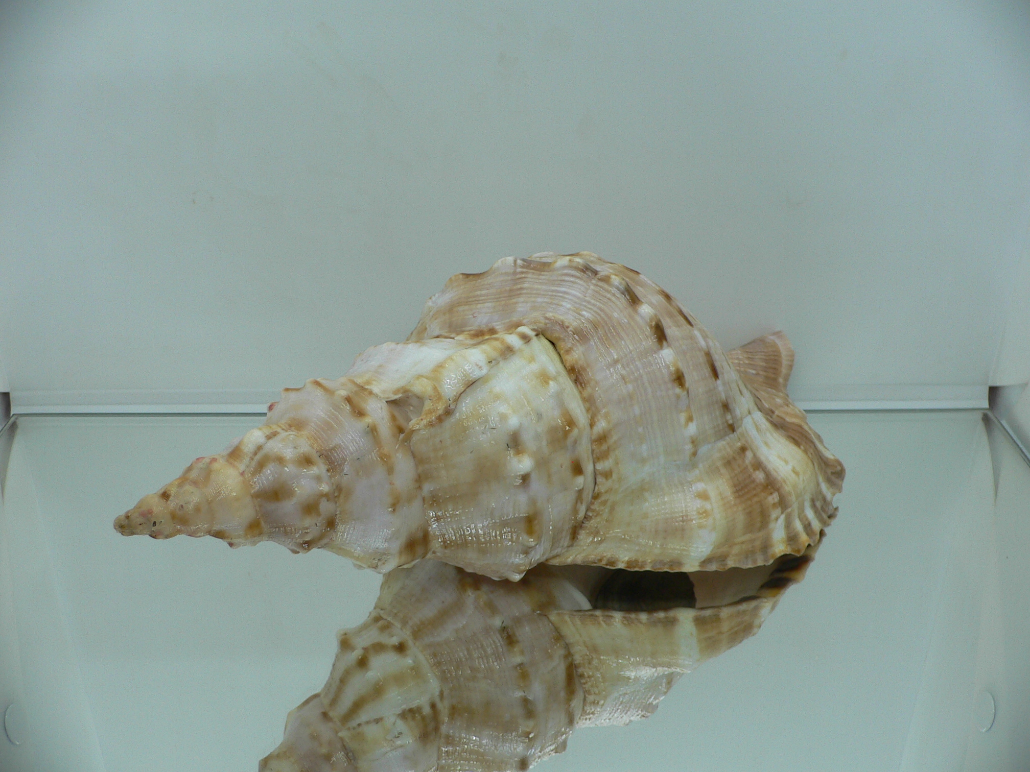 Charonia sauliae macilenta MASSIVE, HILLY & HEAVY (САМЕЦ)