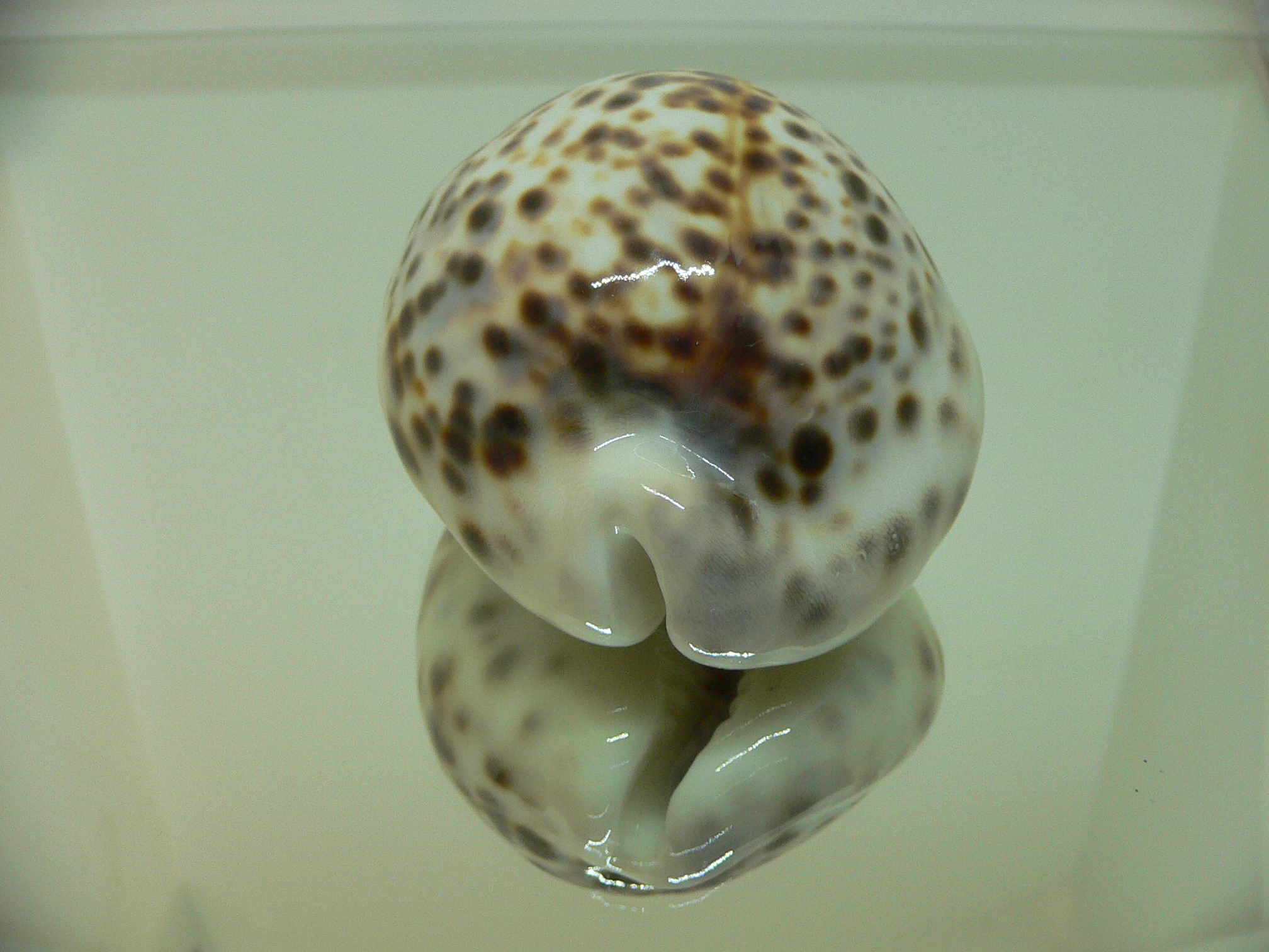 Cypraea tigris pardalis SUPER