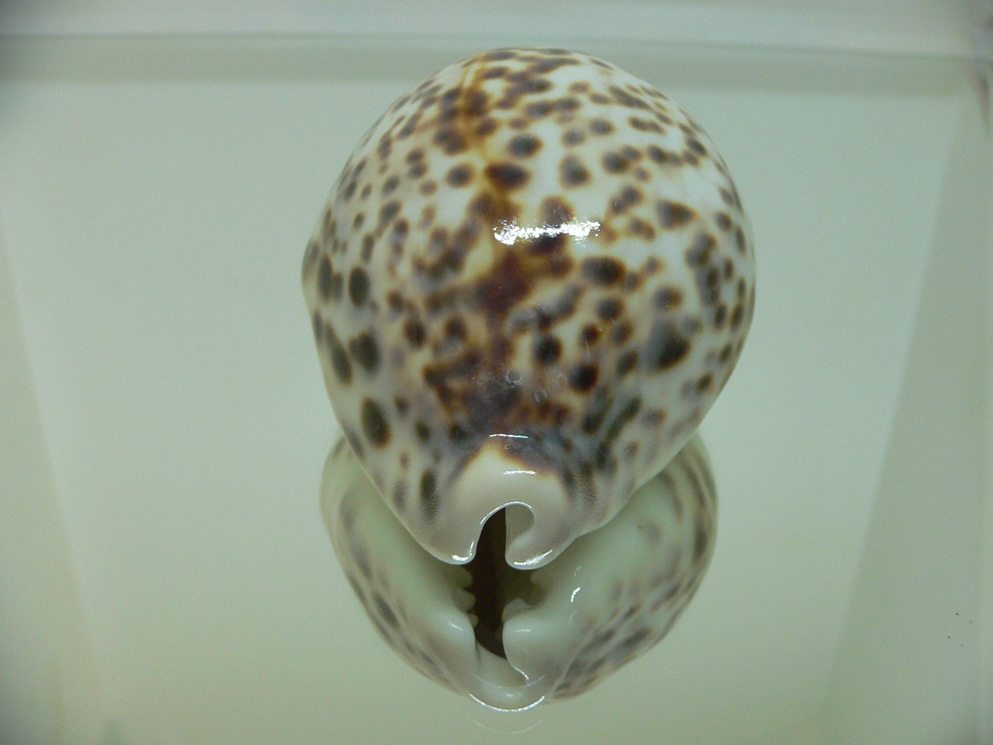 Cypraea tigris pardalis SUPER