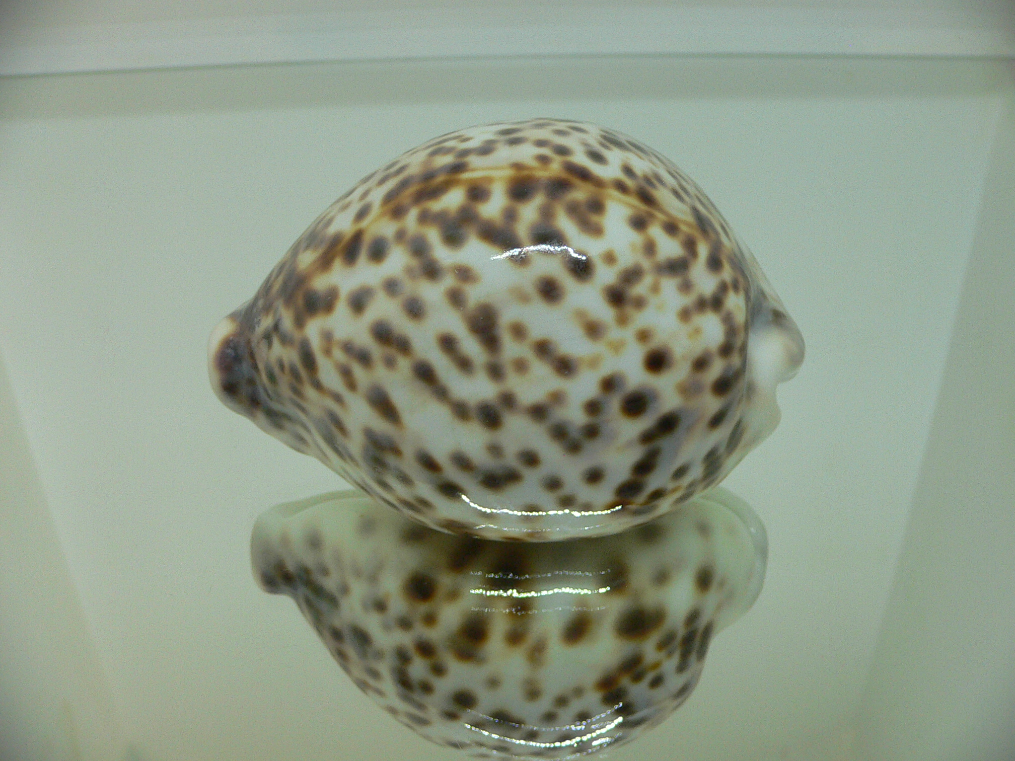 Cypraea tigris pardalis SUPER