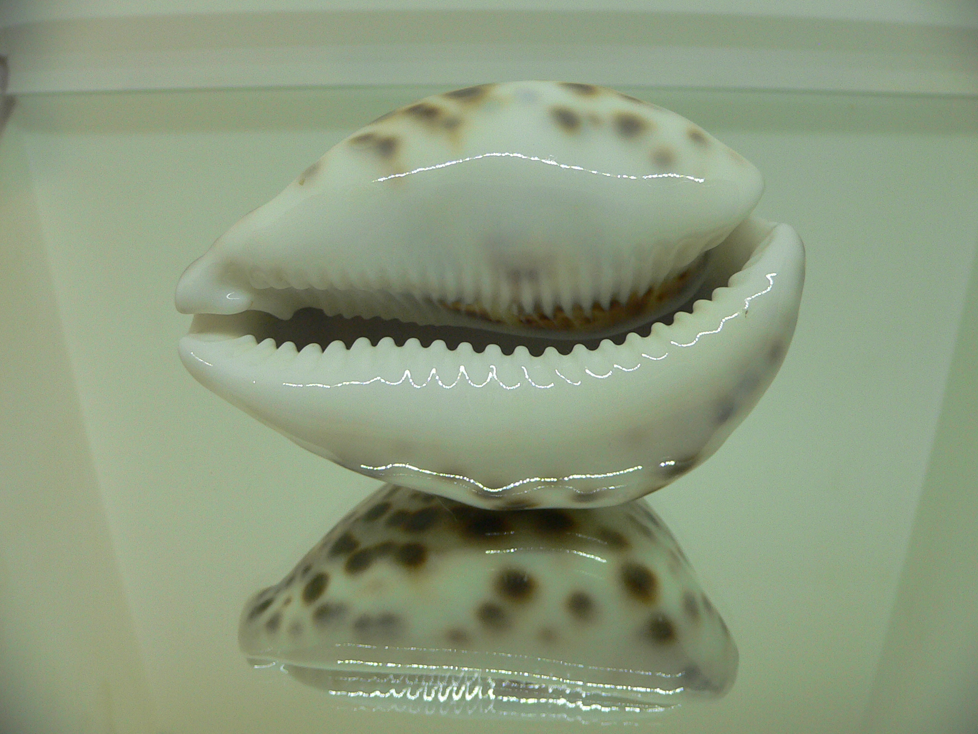 Cypraea tigris pardalis SUPER