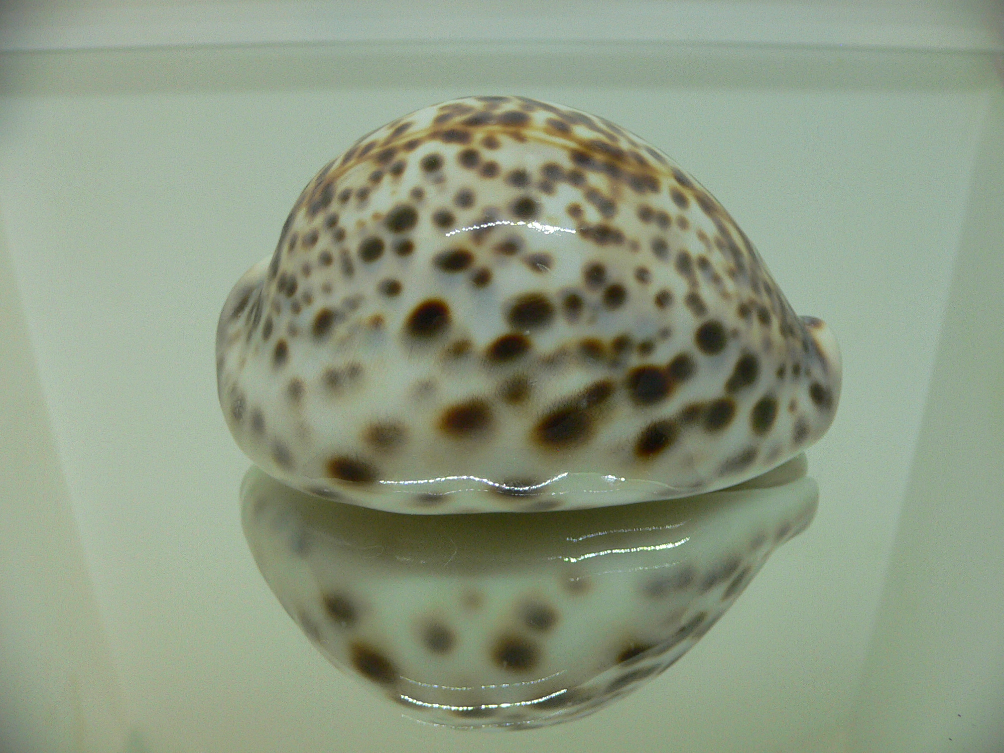 Cypraea tigris pardalis SUPER