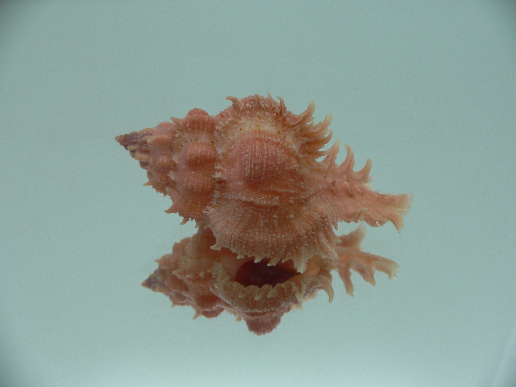 Chicomurex gloriosus RED & BIG