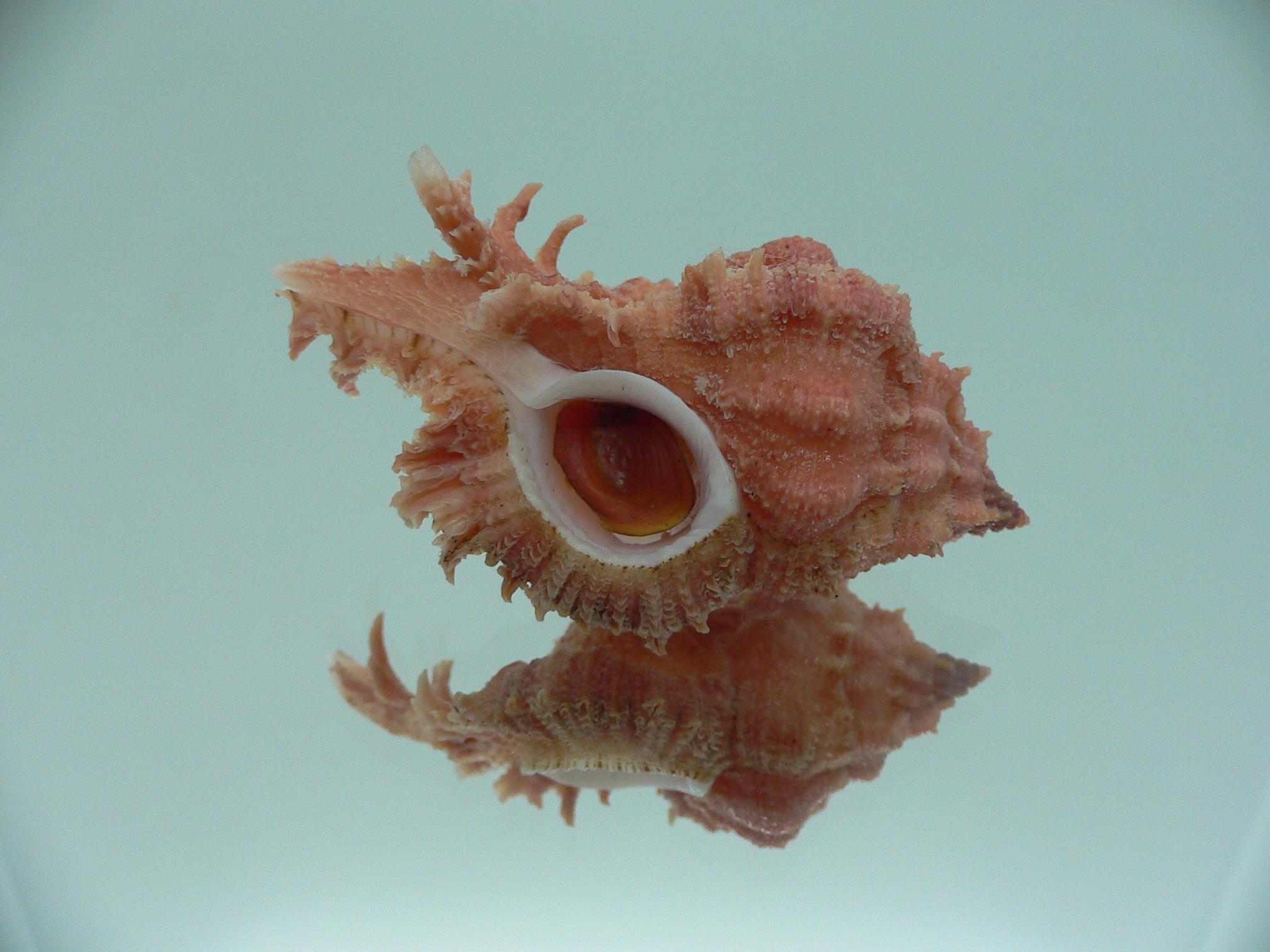 Chicomurex gloriosus RED & VERY BIG