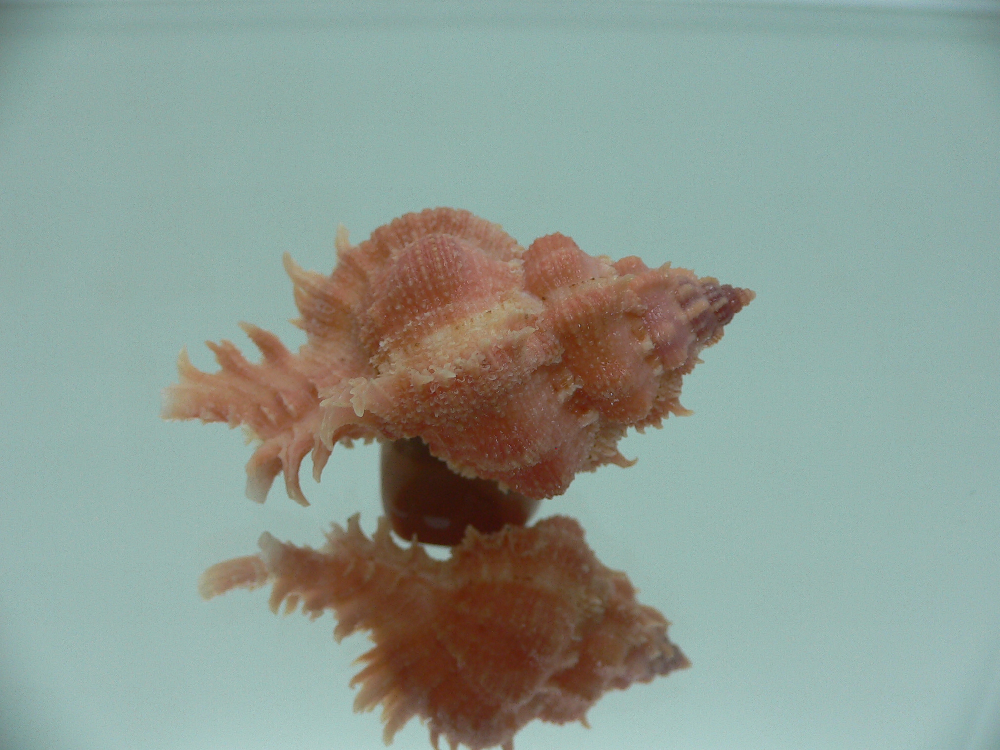 Chicomurex gloriosus RED & BIG
