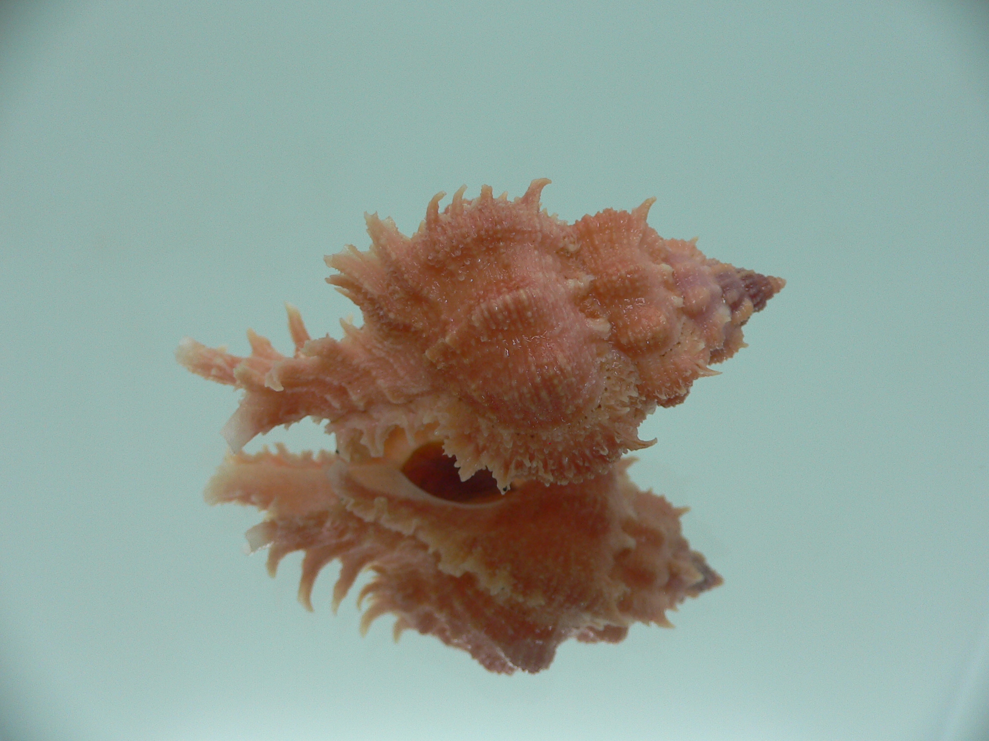 Chicomurex gloriosus RED & BIG