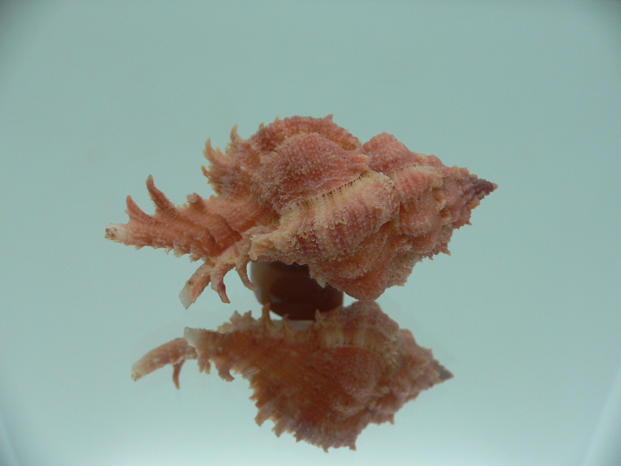 Chicomurex gloriosus RED & VERY BIG