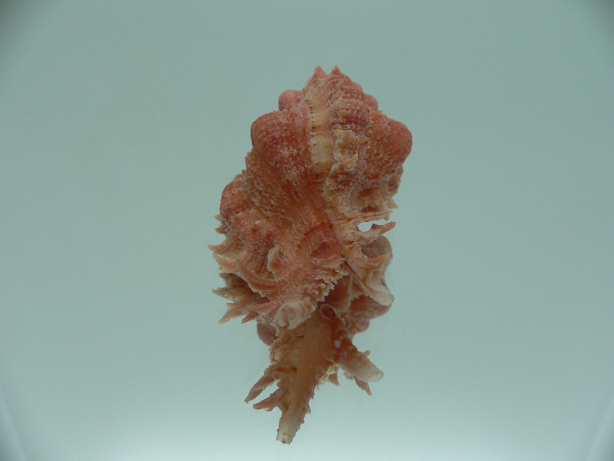 Chicomurex gloriosus RED & VERY BIG