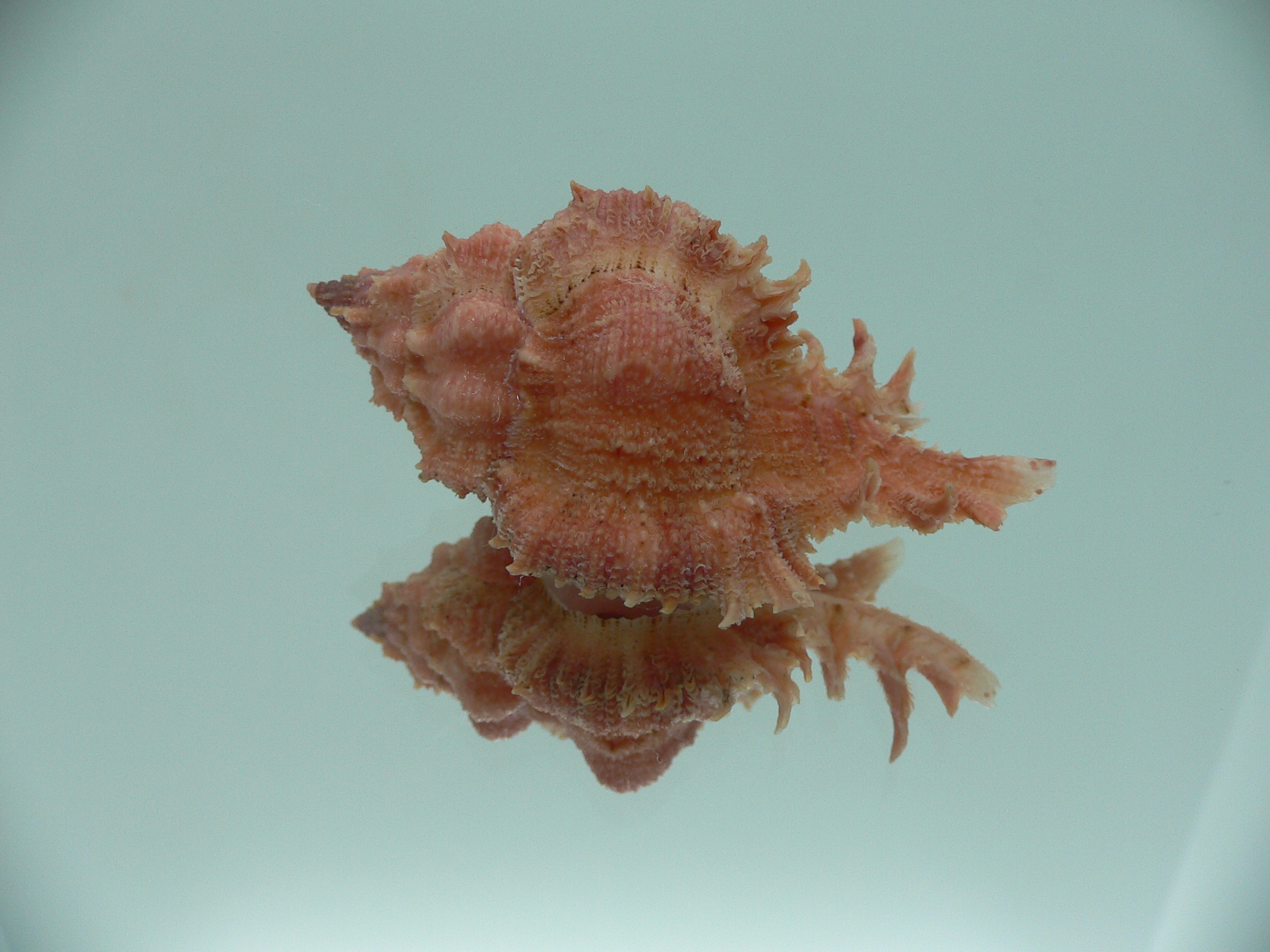 Chicomurex gloriosus RED & VERY BIG