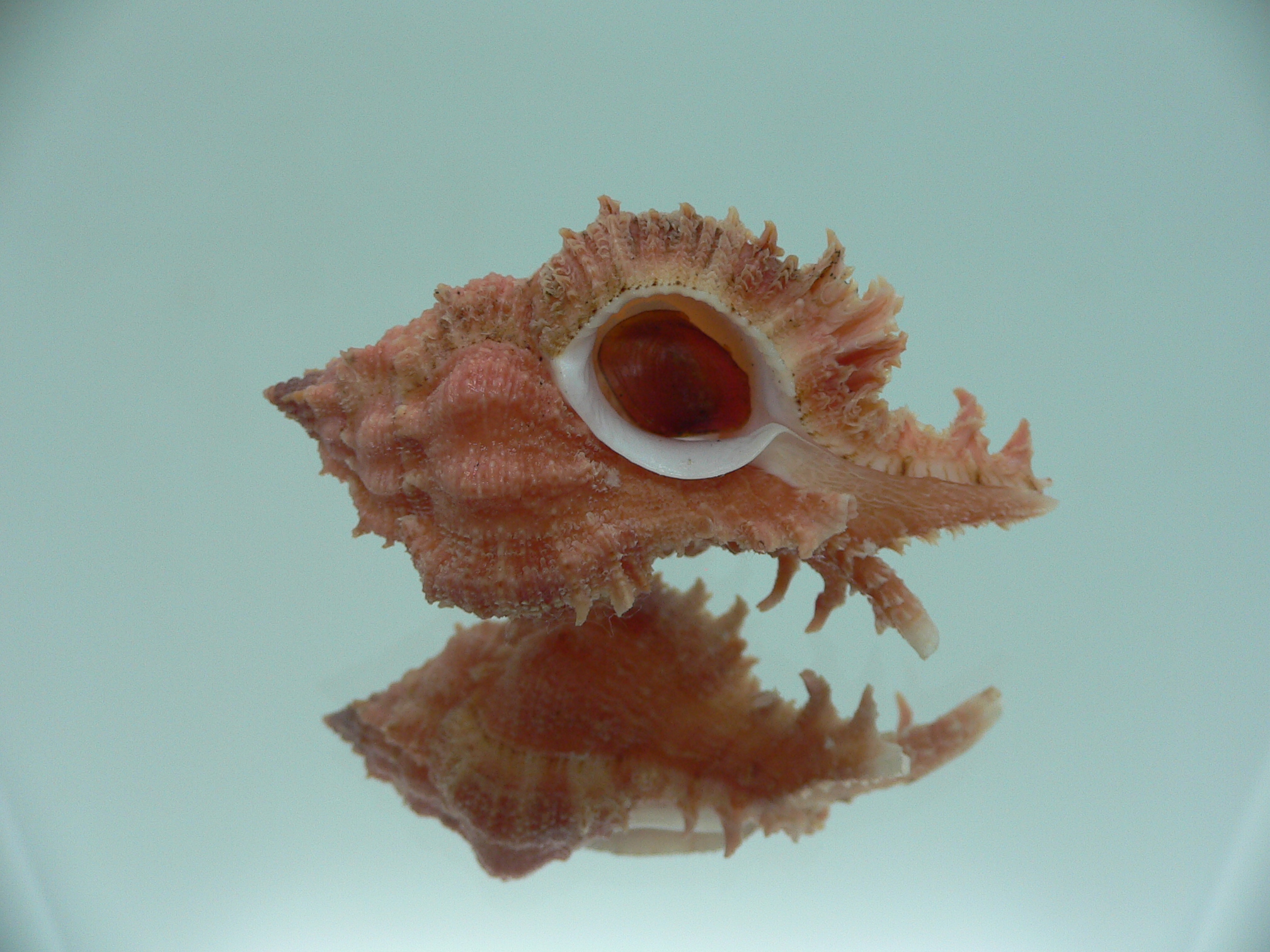 Chicomurex gloriosus RED & VERY BIG