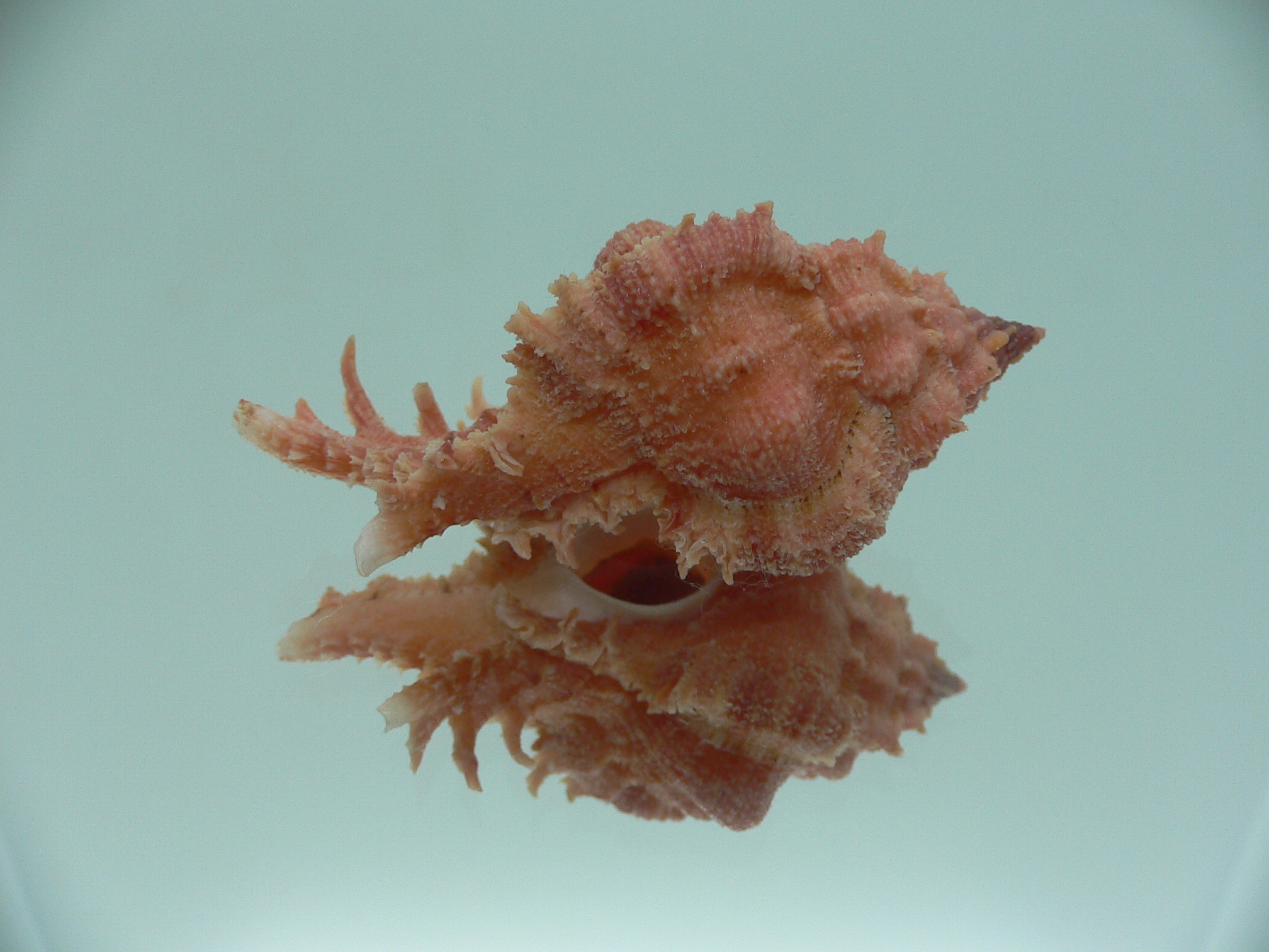 Chicomurex gloriosus RED & VERY BIG