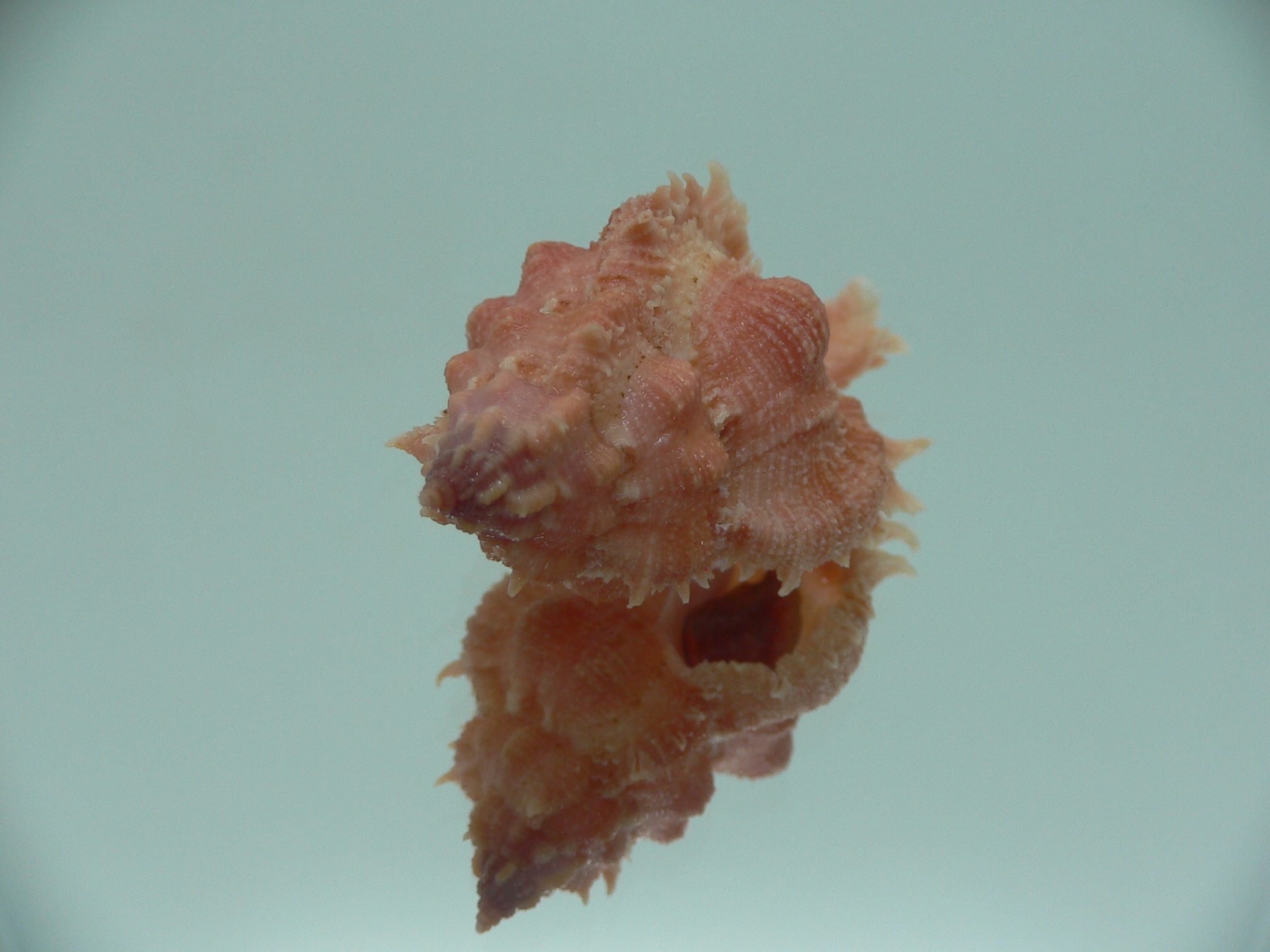 Chicomurex gloriosus RED & BIG