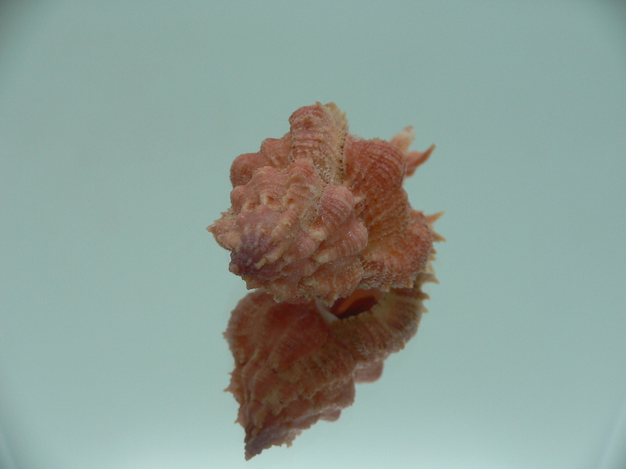 Chicomurex gloriosus RED & VERY BIG