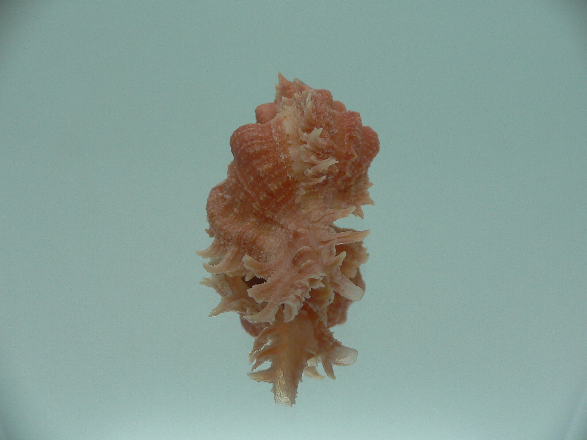 Chicomurex gloriosus RED & BIG