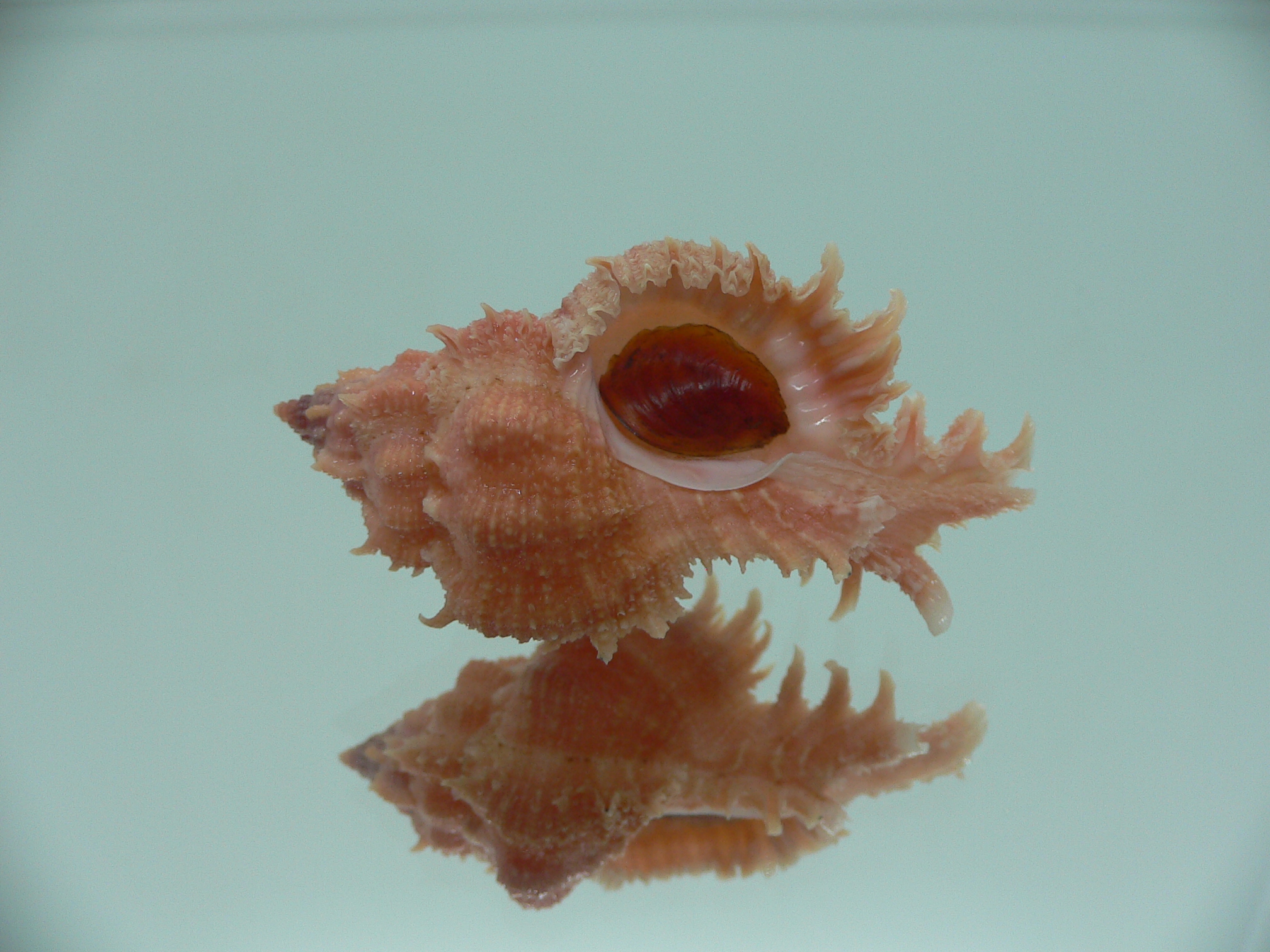 Chicomurex gloriosus RED & BIG