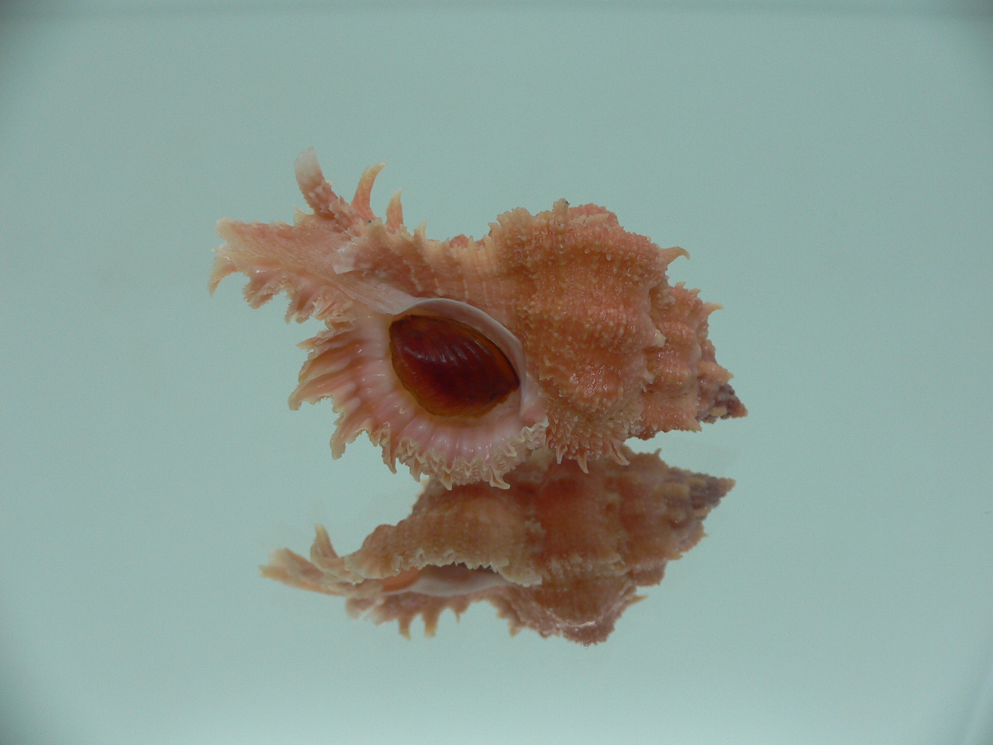 Chicomurex gloriosus RED & BIG