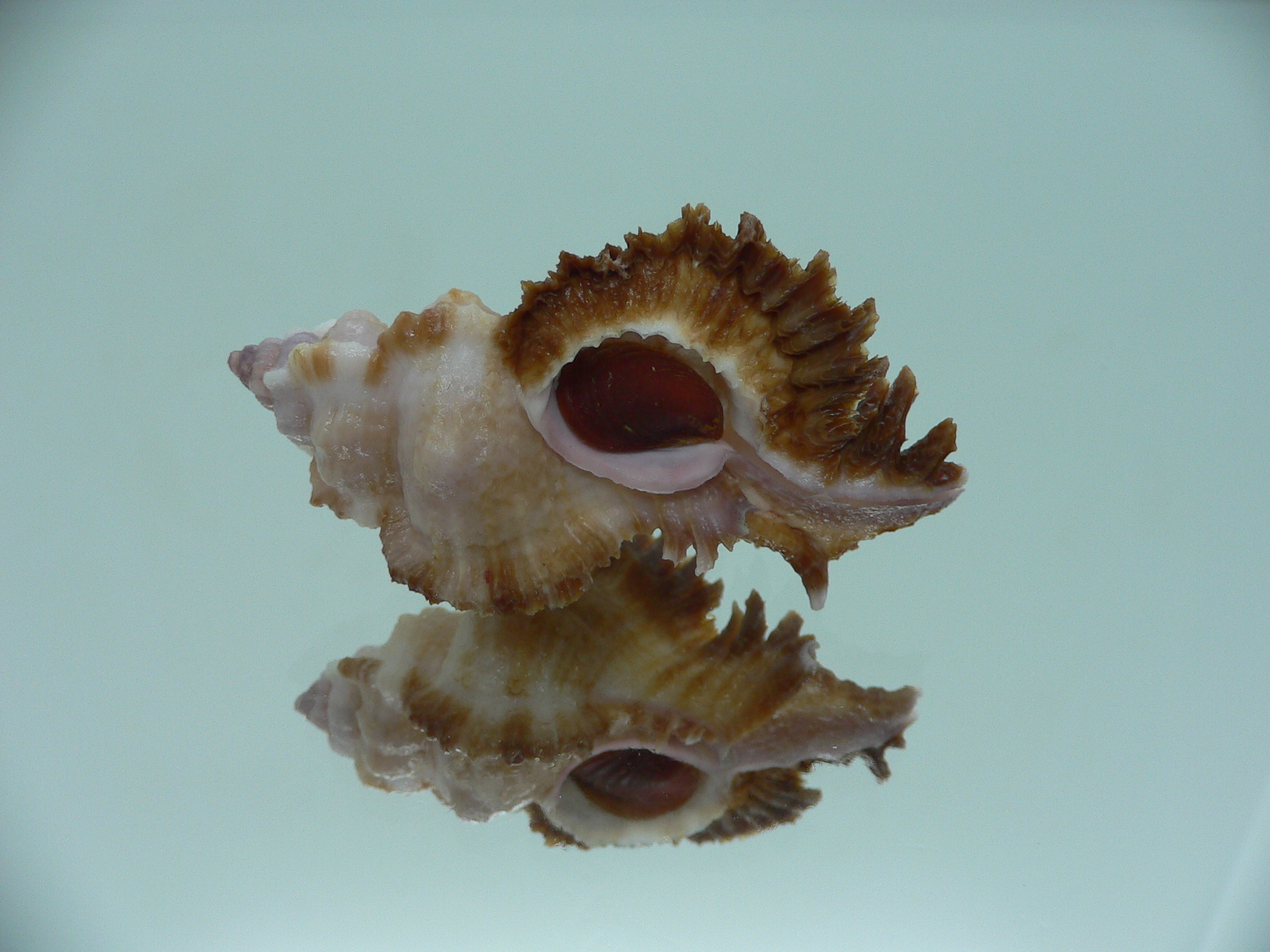 Chicomurex laciniatus LIGHT & DARK