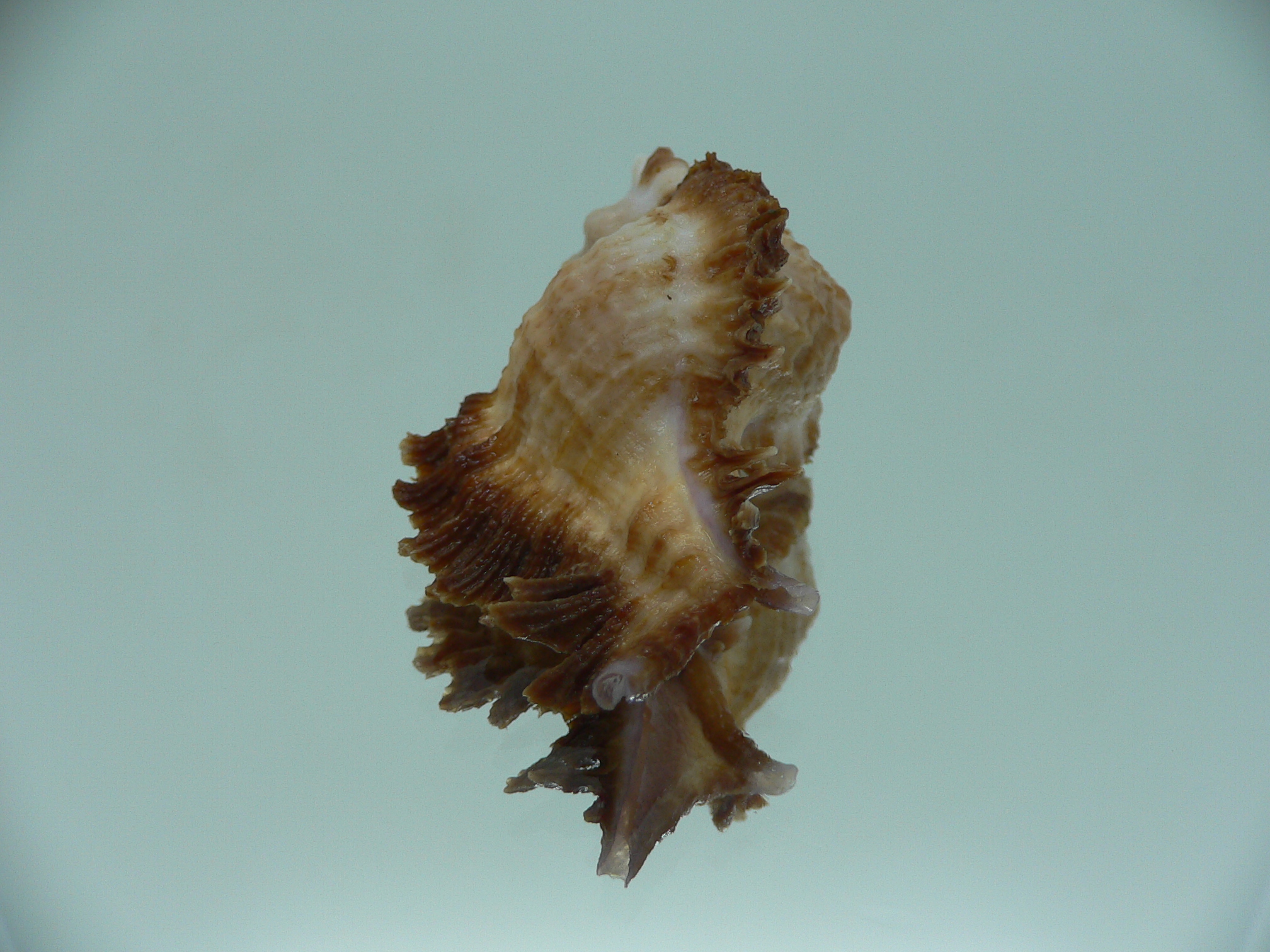 Chicomurex laciniatus LIGHT & DARK