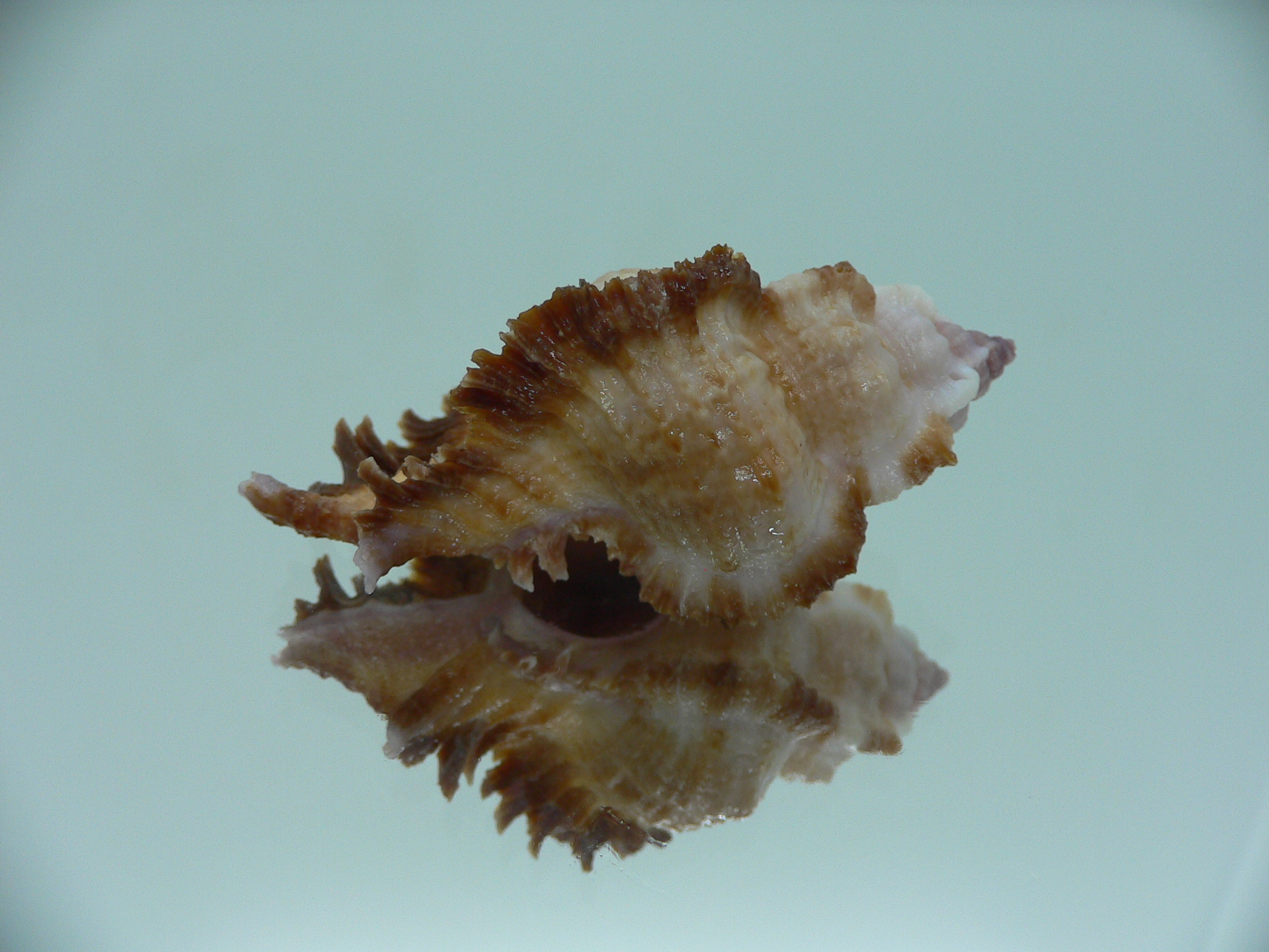 Chicomurex laciniatus LIGHT & DARK