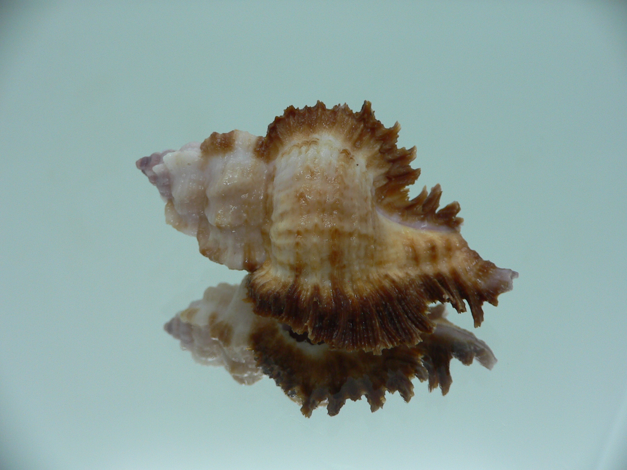 Chicomurex laciniatus LIGHT & DARK