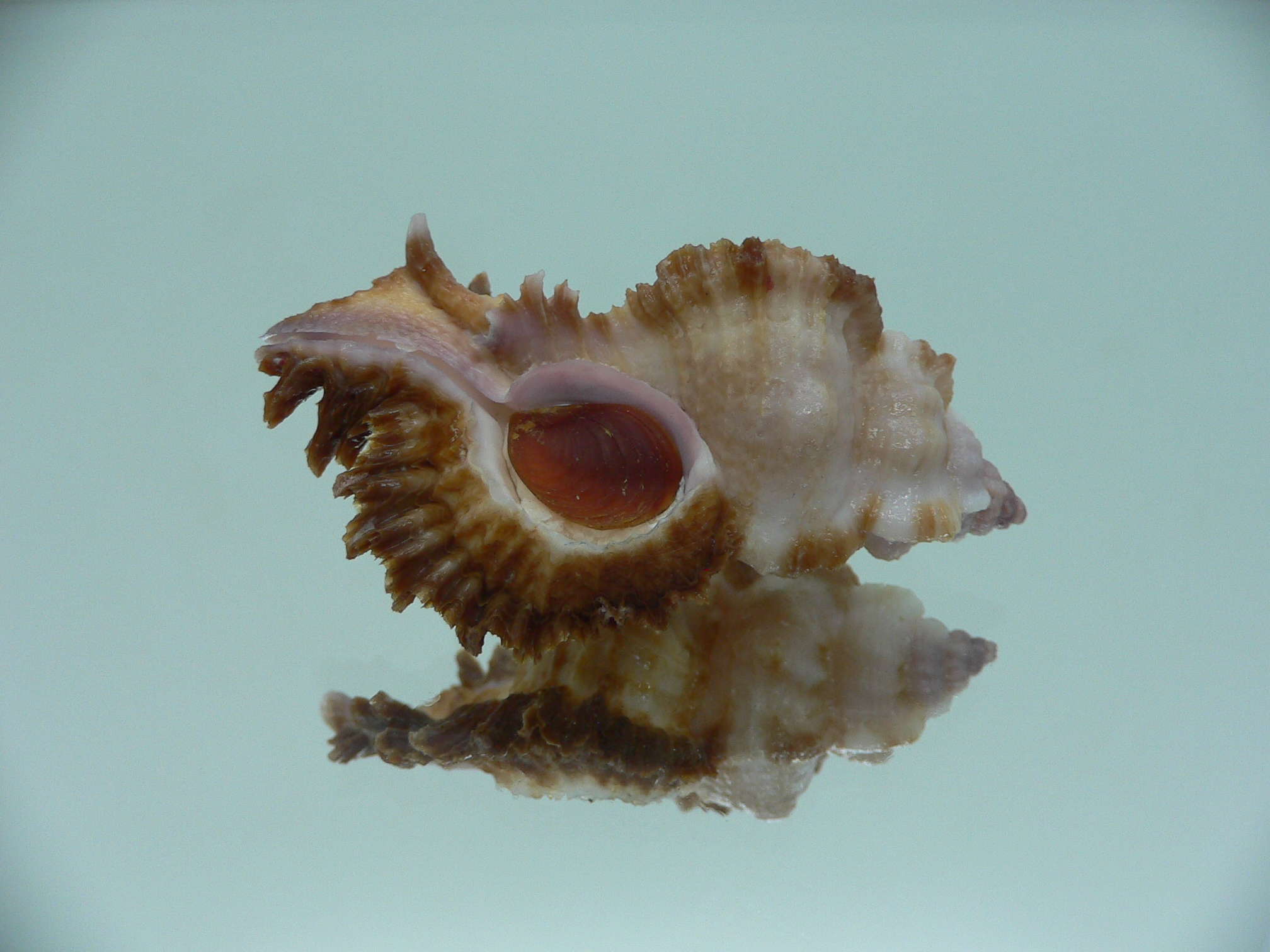 Chicomurex laciniatus LIGHT & DARK